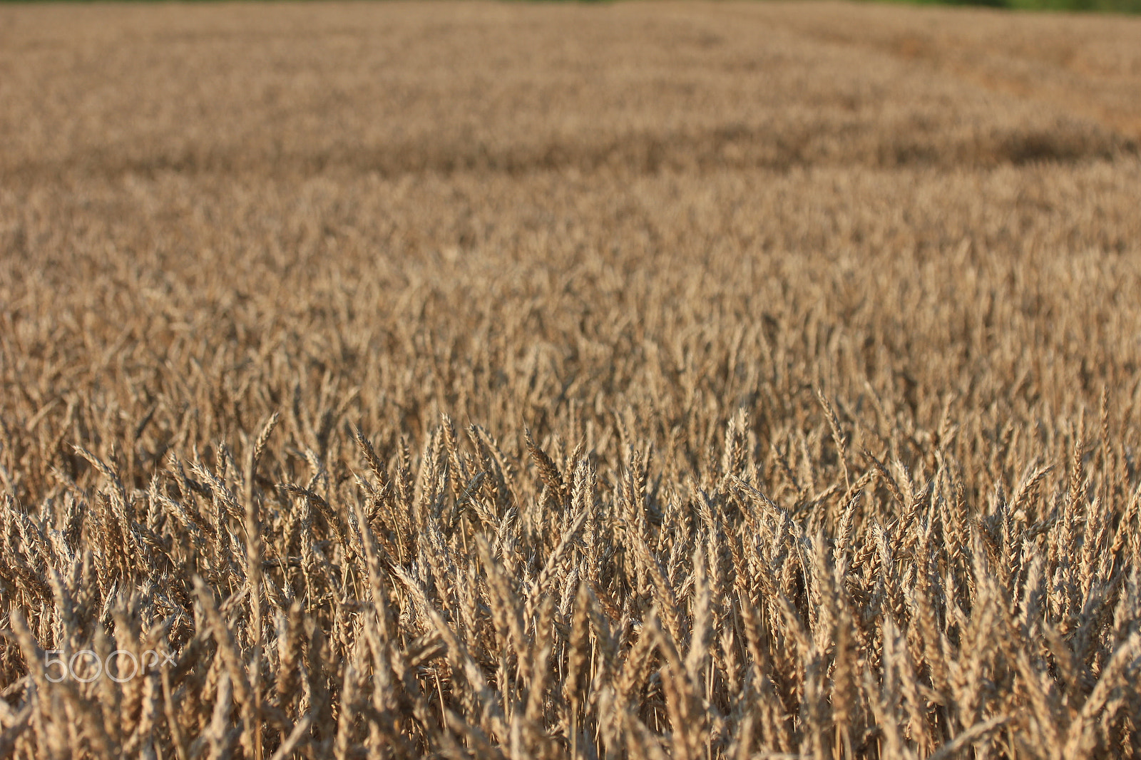 Canon EOS 550D (EOS Rebel T2i / EOS Kiss X4) sample photo. Wheat photography