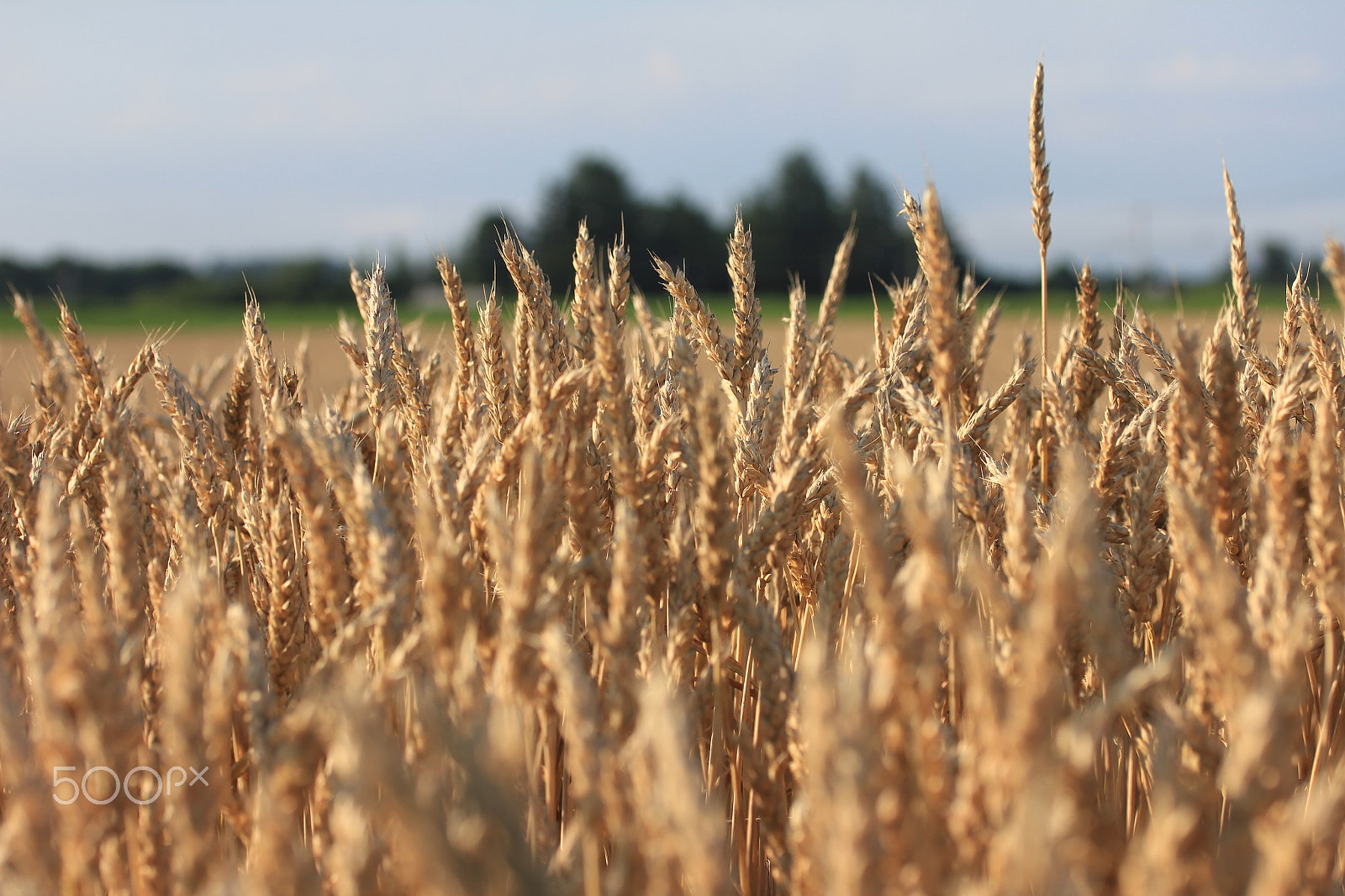 Canon EOS 550D (EOS Rebel T2i / EOS Kiss X4) sample photo. Wheat photography