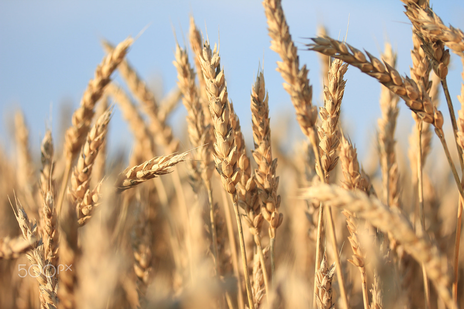 Canon EOS 550D (EOS Rebel T2i / EOS Kiss X4) sample photo. Wheat photography
