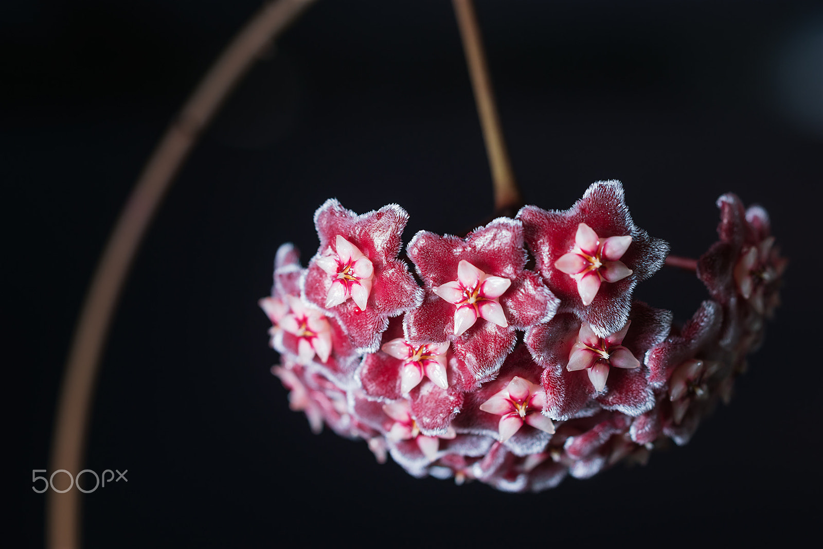 Sony a99 II + Sony 100mm F2.8 Macro sample photo. Silver pink photography