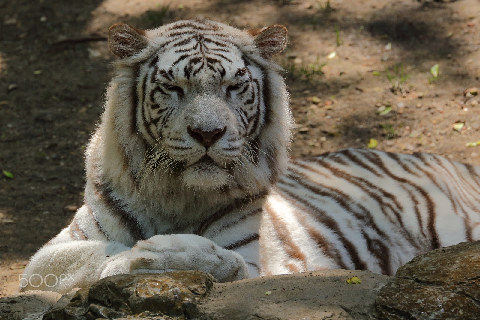 Canon EOS 760D (EOS Rebel T6s / EOS 8000D) + Canon EF 100-400mm F4.5-5.6L IS II USM sample photo. White tiger - 01 photography