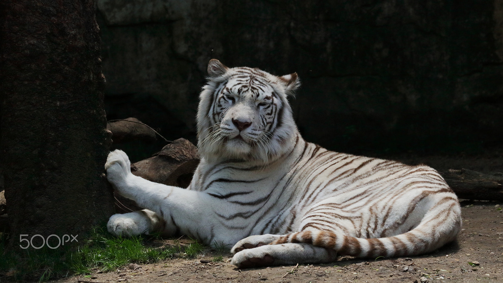 Canon EOS 760D (EOS Rebel T6s / EOS 8000D) + Canon EF 100-400mm F4.5-5.6L IS II USM sample photo. White tiger - 02 photography