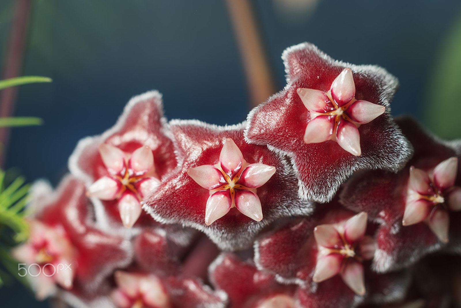 Sony a99 II + Sony 100mm F2.8 Macro sample photo. Silver pink photography