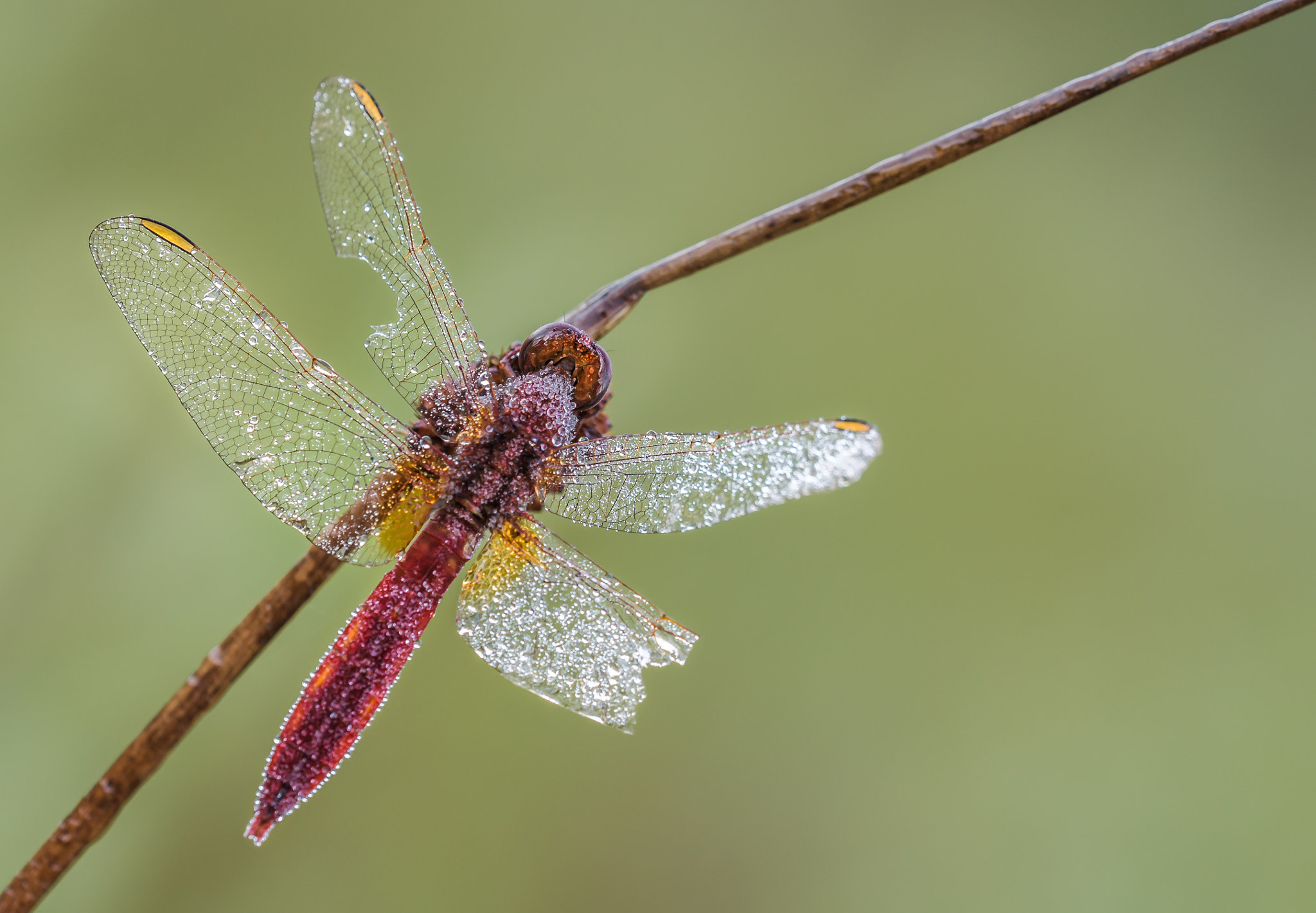 Sigma 150mm F2.8 EX DG OS Macro HSM sample photo. This is also nature photography