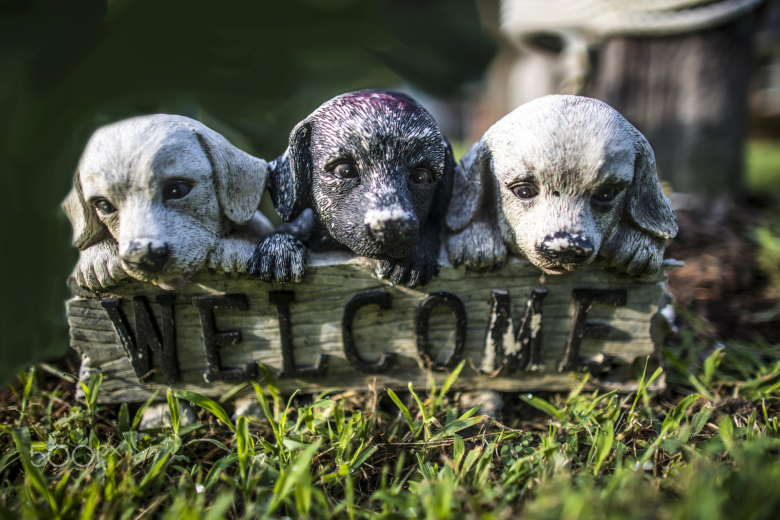 Canon EF 24mm f/1.4L sample photo. Three doggies in a row photography
