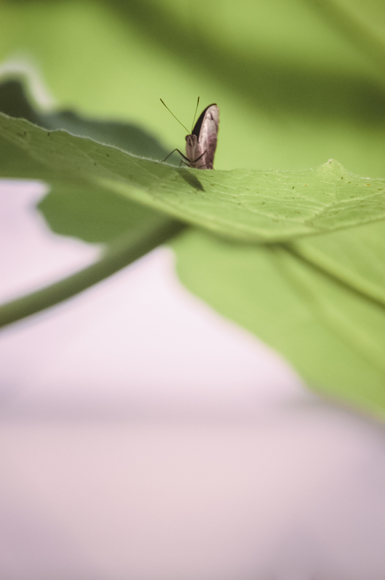 Canon EOS 40D sample photo. Butterfly on a leaf photography