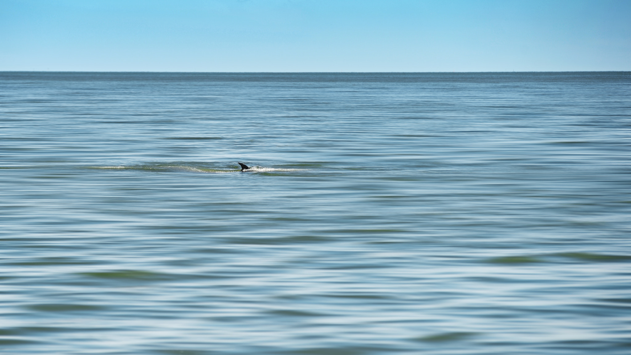 Nikon Df sample photo. Shark in sea photography