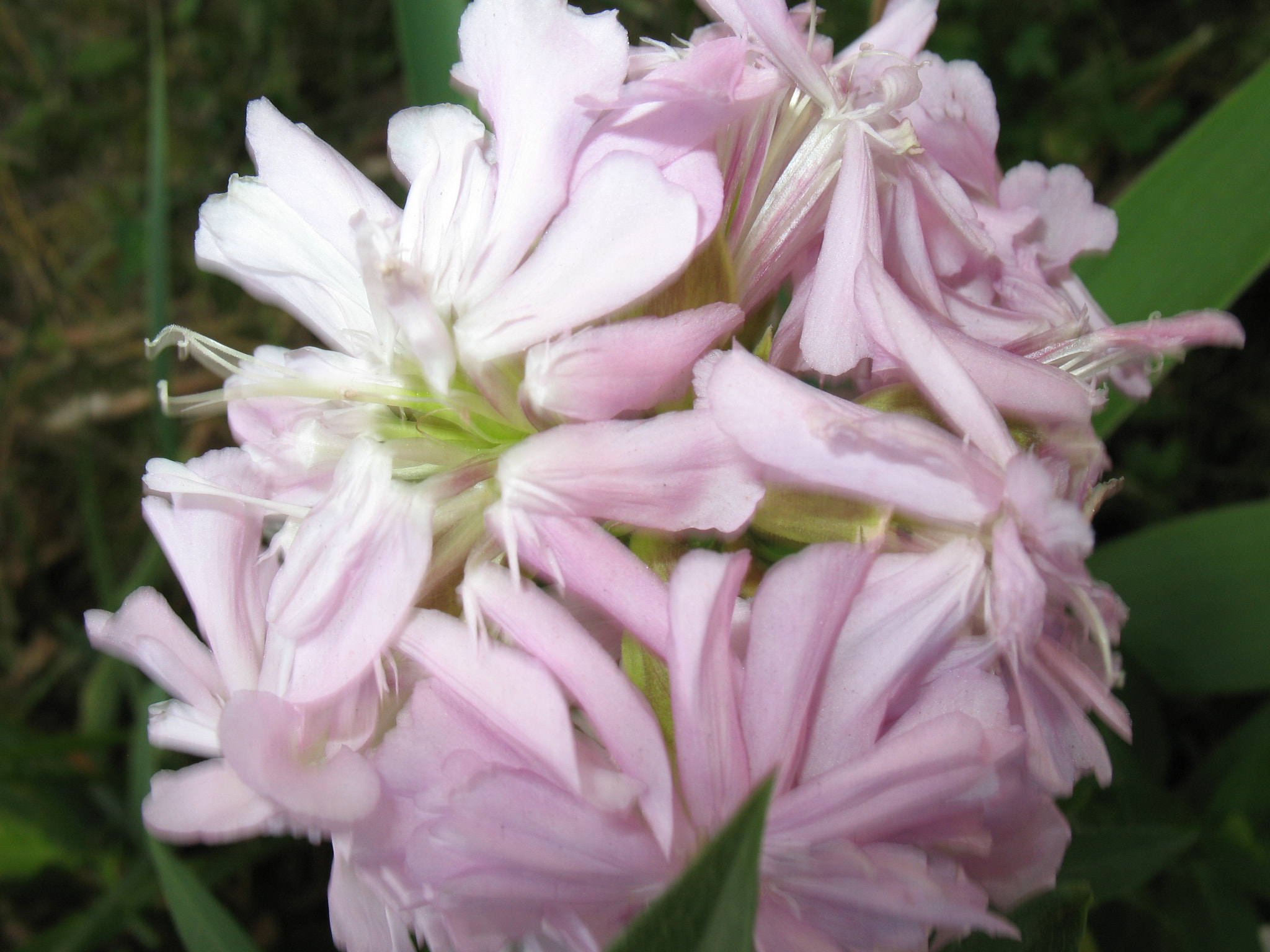Canon POWERSHOT A630 sample photo. Flowers " girlish beauty". photography