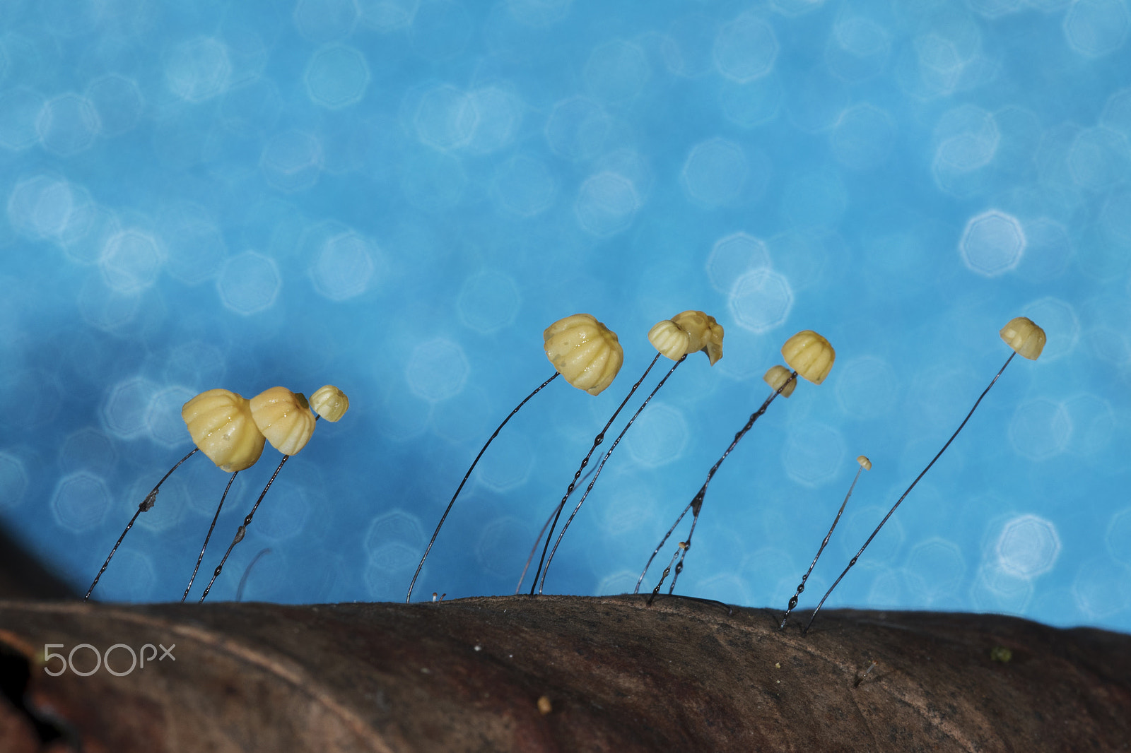 Canon EF 180mm F3.5L Macro USM sample photo. Mushroom photography
