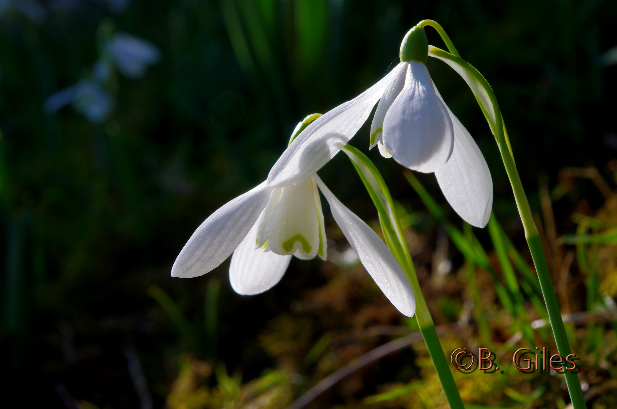 Pentax smc DA 18-55mm F3.5-5.6 AL WR sample photo. Snowdrop spring photography