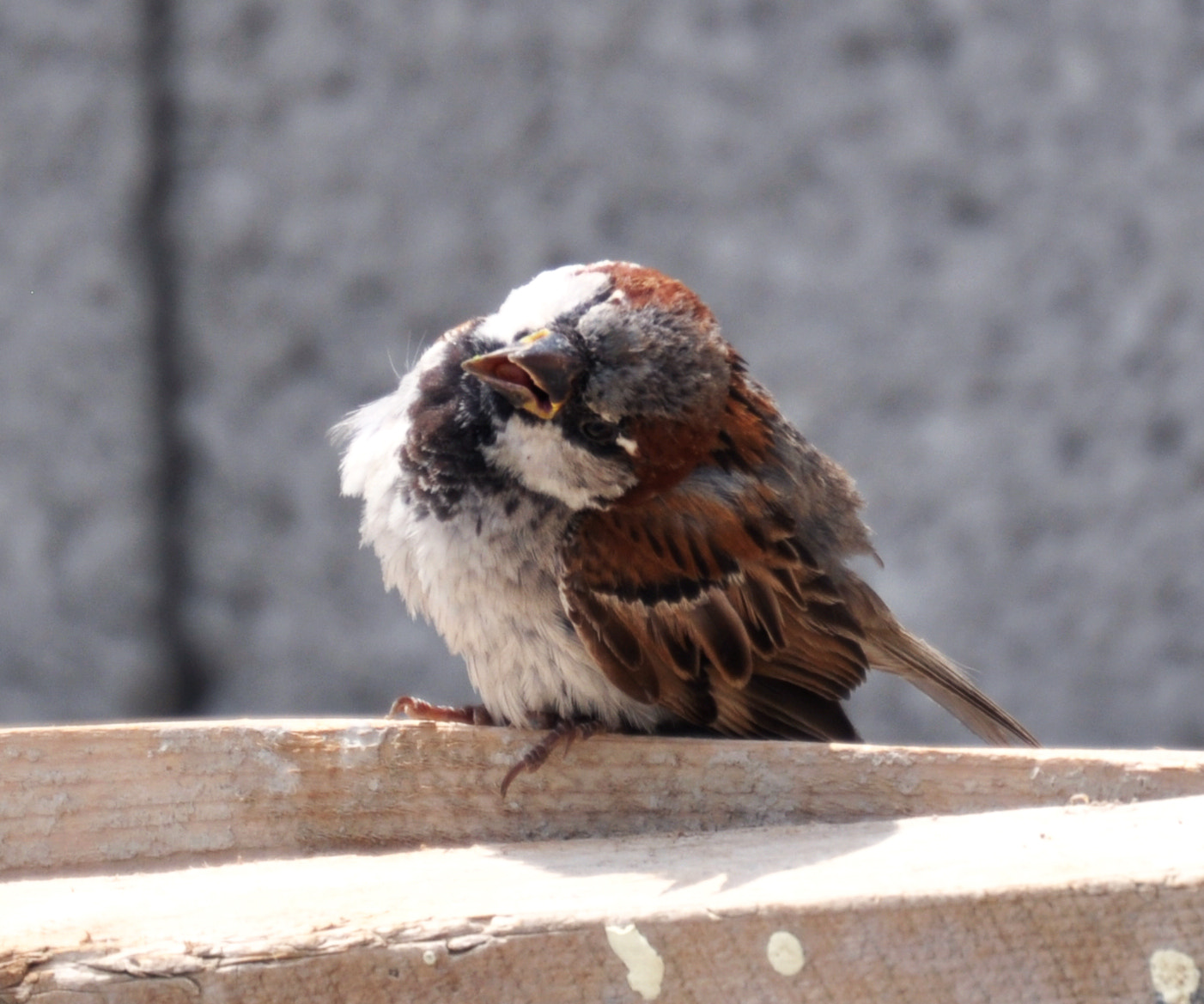 Nikon D5000 sample photo. Sparrow photography