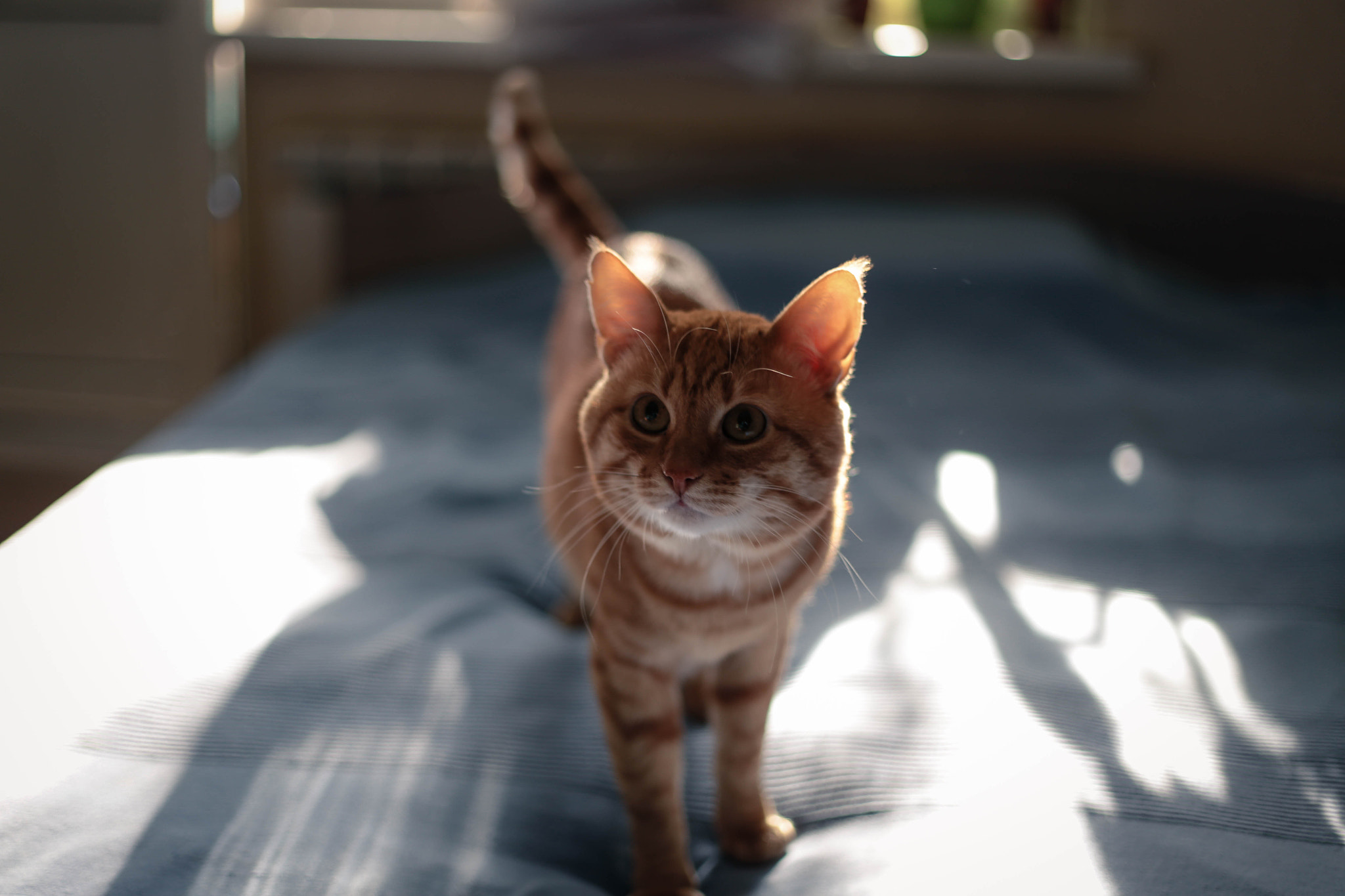 Canon EOS 6D + Canon EF 50mm F1.8 II sample photo. Persik the cat photography