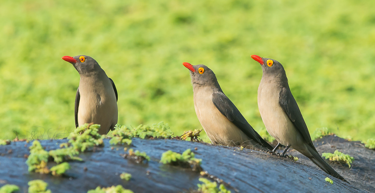 Nikon D800 + Nikon AF-S Nikkor 600mm F4G ED VR sample photo. Three in a row.... photography