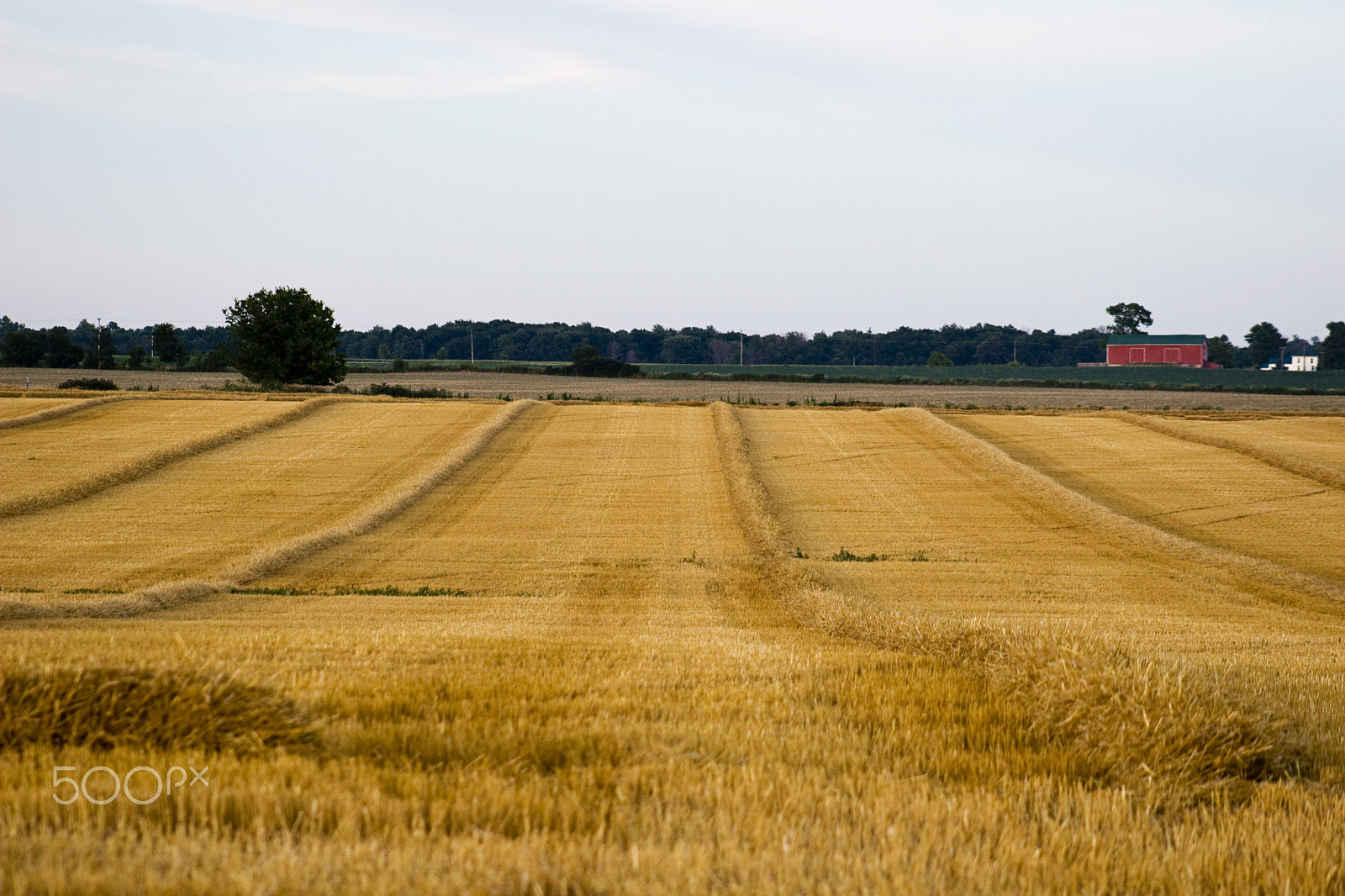 Canon EF 75-300mm f/4-5.6 USM sample photo. Cut field photography