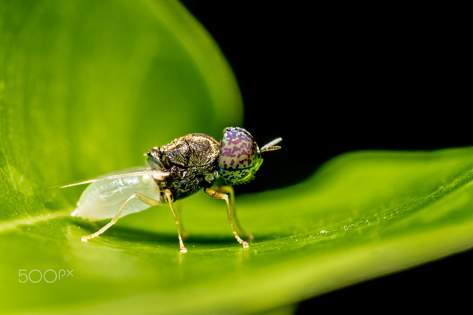 Panasonic Leica DG Macro-Elmarit 45mm F2.8 ASPH OIS sample photo. Fly photography