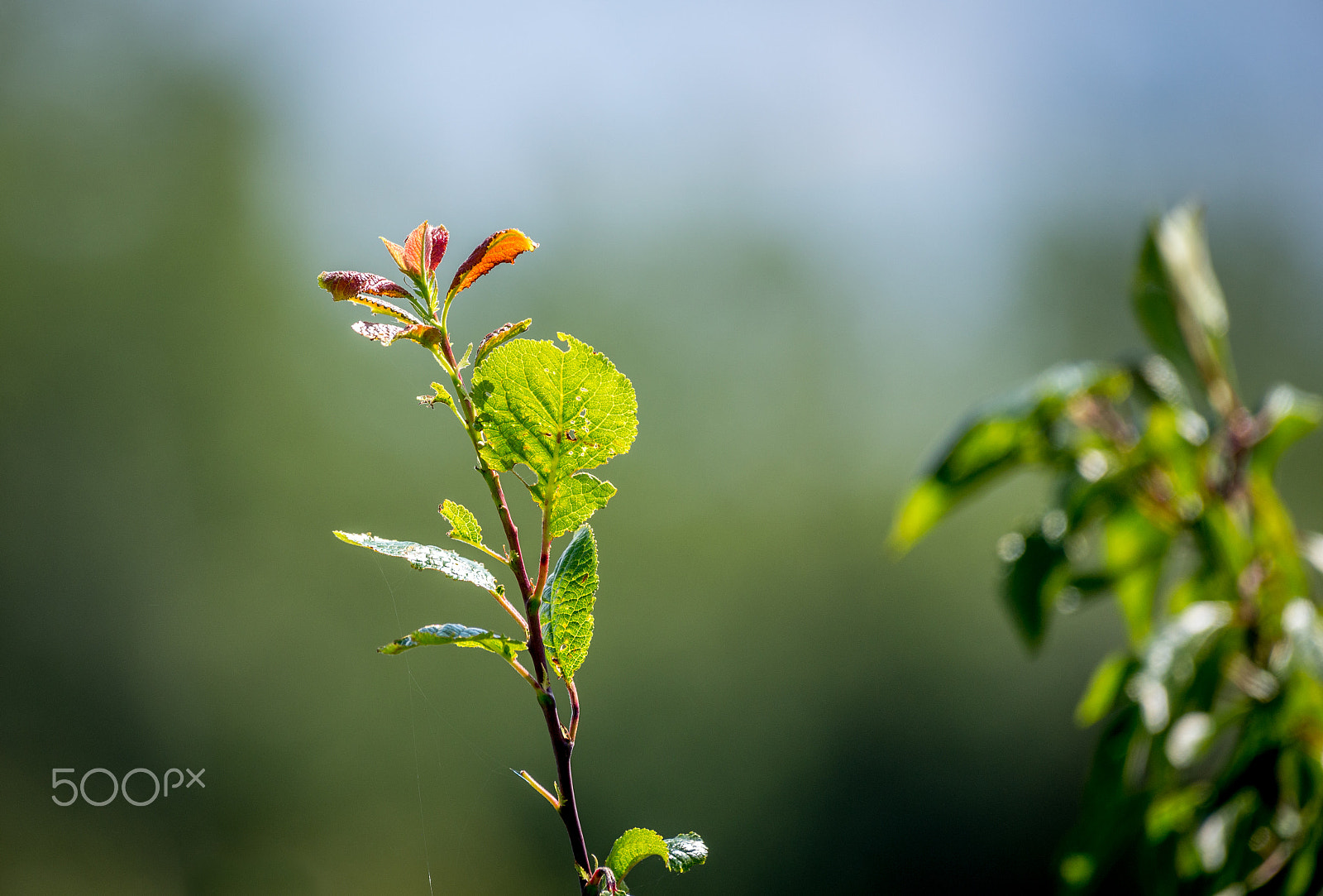 Nikon AF-S Nikkor 200-500mm F5.6E ED VR sample photo. Dancing in the sun photography