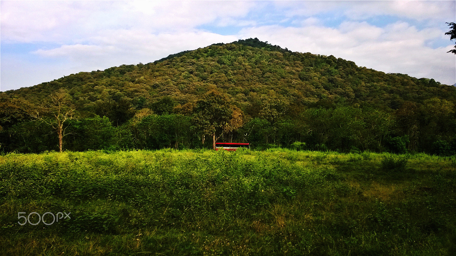 Nokia Lumia 730 Dual SIM sample photo. Into the woods photography
