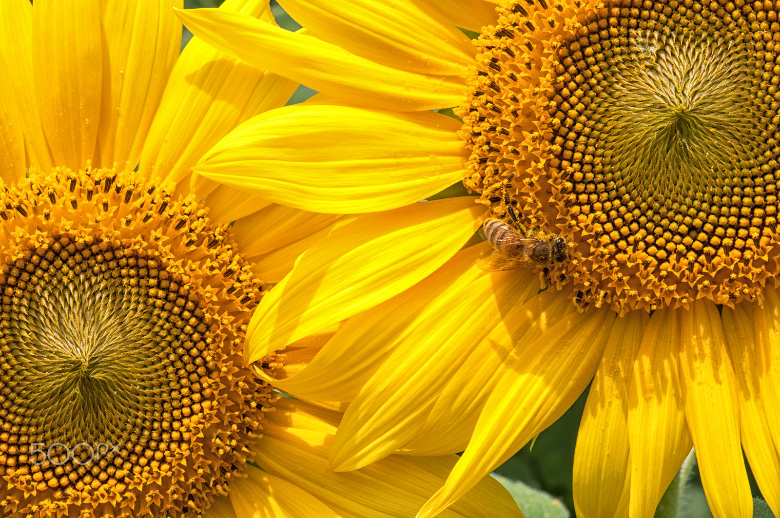 Nikon AF-S Micro-Nikkor 60mm F2.8G ED sample photo. Energized yellows photography