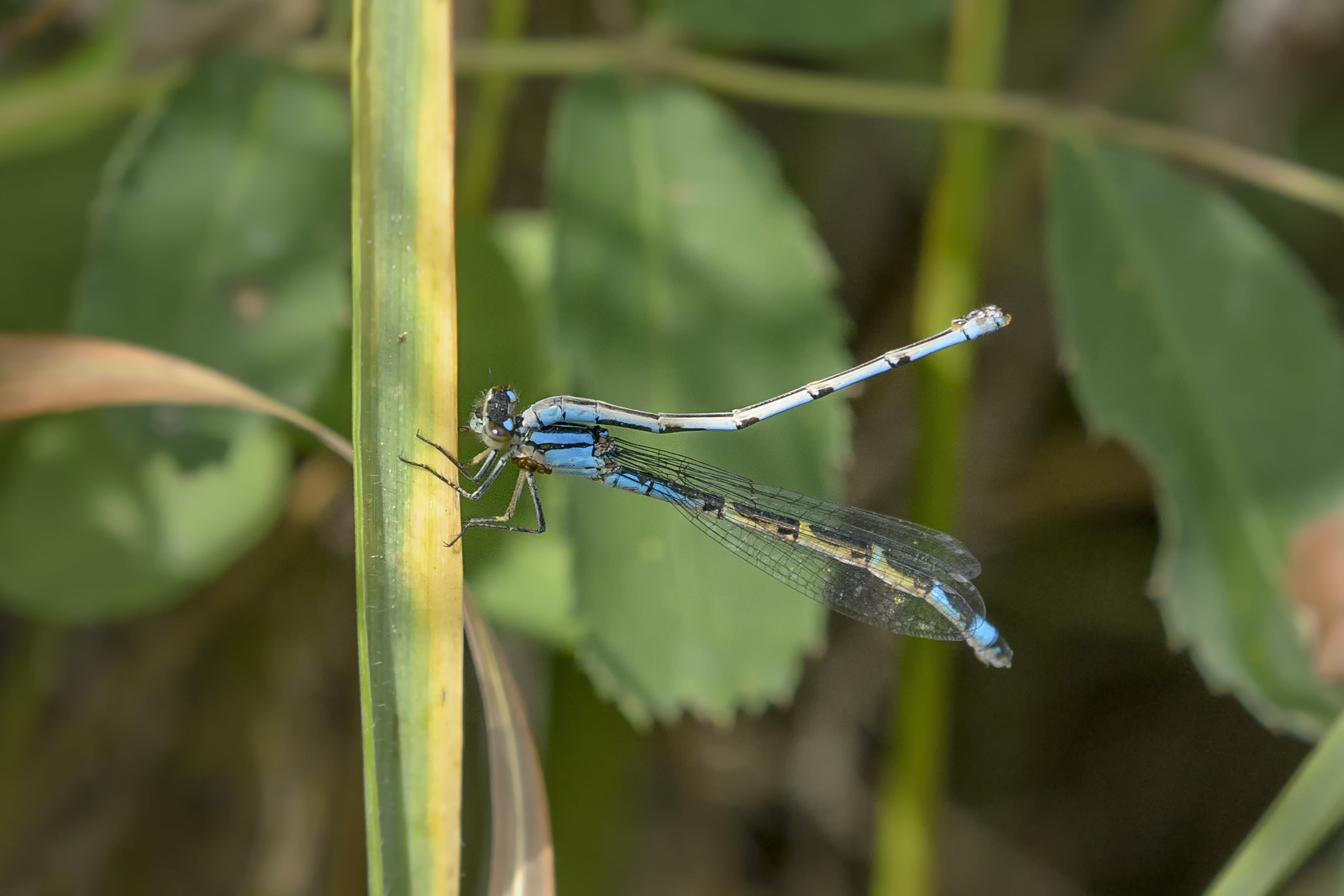 Nikon AF-S DX Micro-Nikkor 85mm F3.5G ED VR sample photo. What a way to go! photography