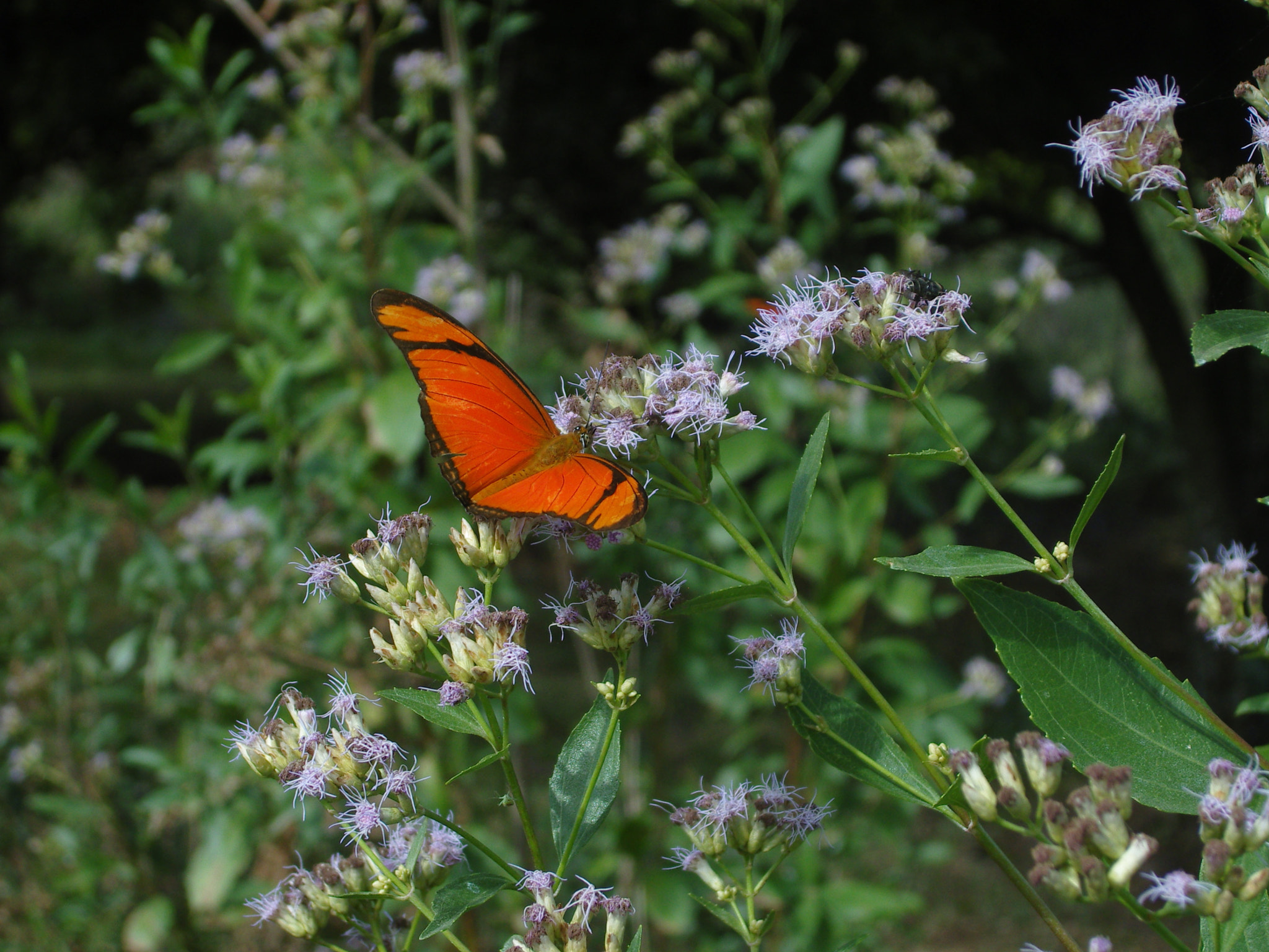Samsung NV8 , VLUU NV8 sample photo. Butterfly photography