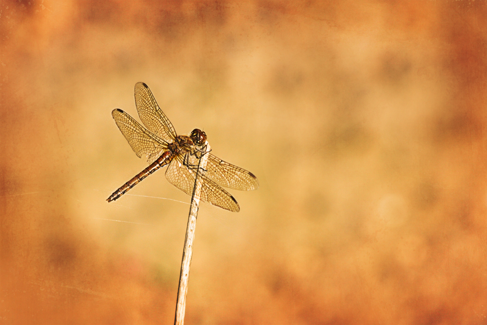 Canon EF 70-300mm F4-5.6 IS USM sample photo. Summer happinies photography
