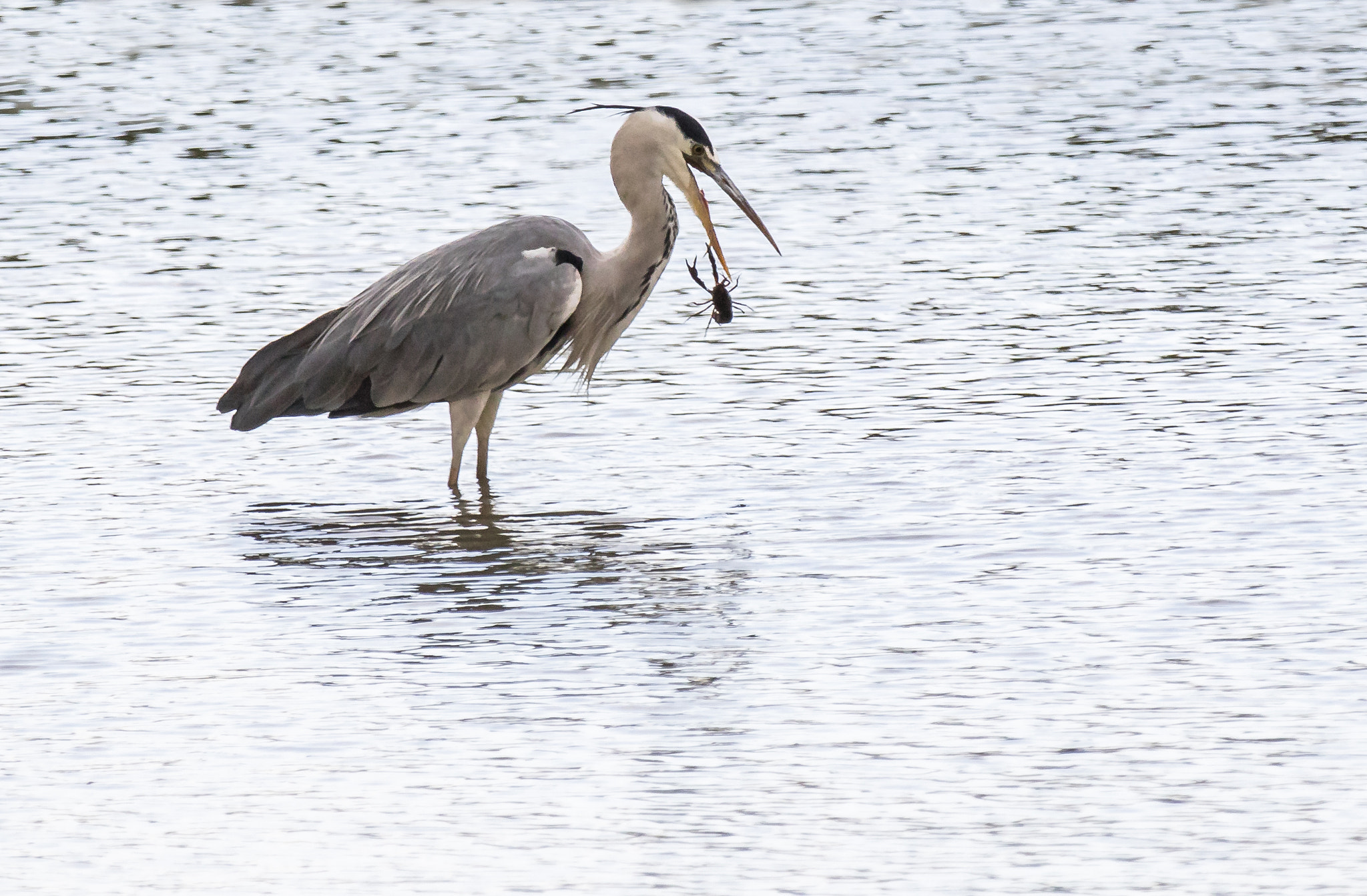 Canon EOS 5DS R + Canon EF 70-200mm F2.8L IS II USM sample photo. Aiguamolls de l'empordà photography