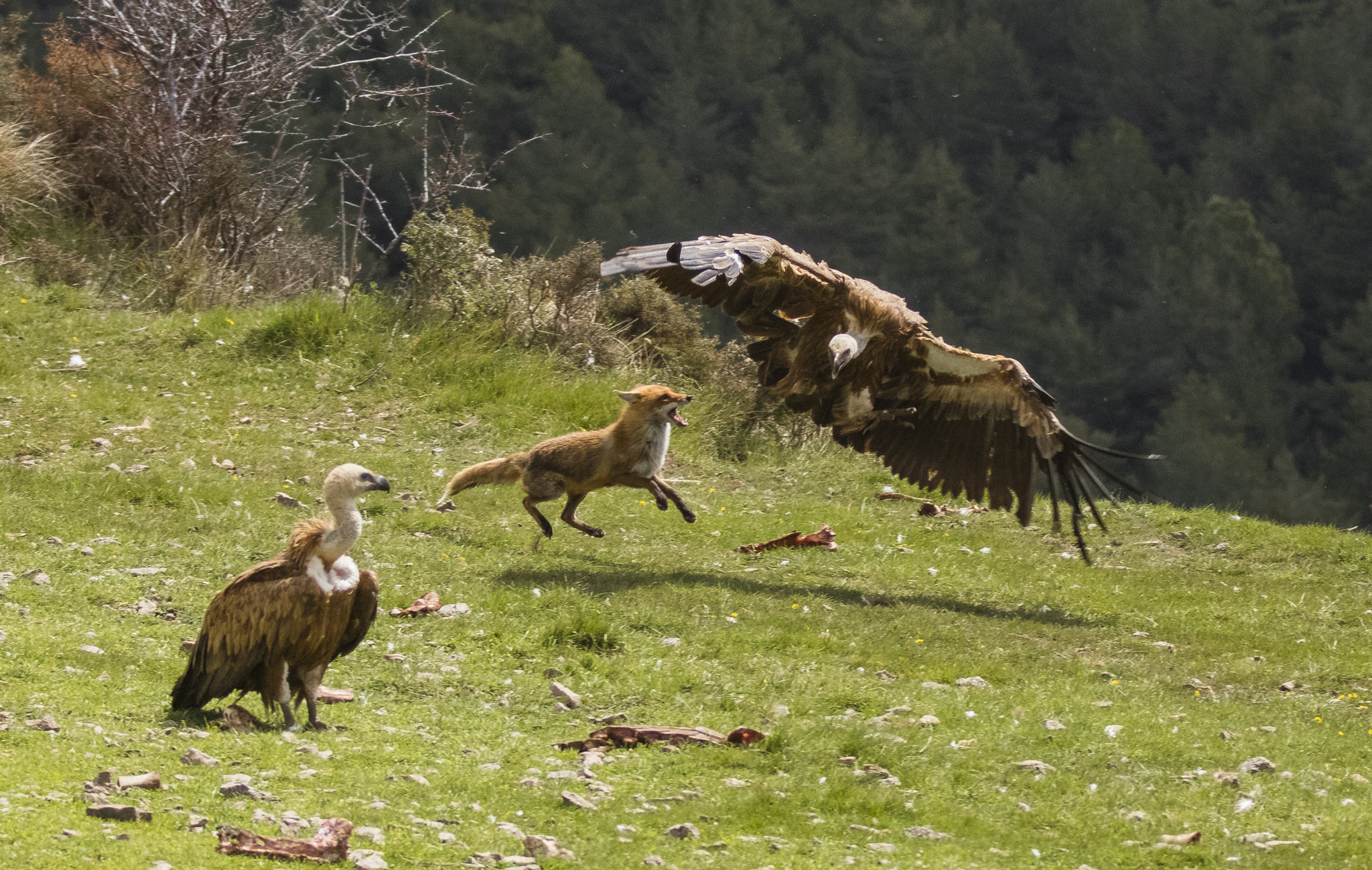 Canon EOS 5DS R + Canon EF 70-200mm F2.8L IS II USM sample photo. Buseu, pirineos. photography