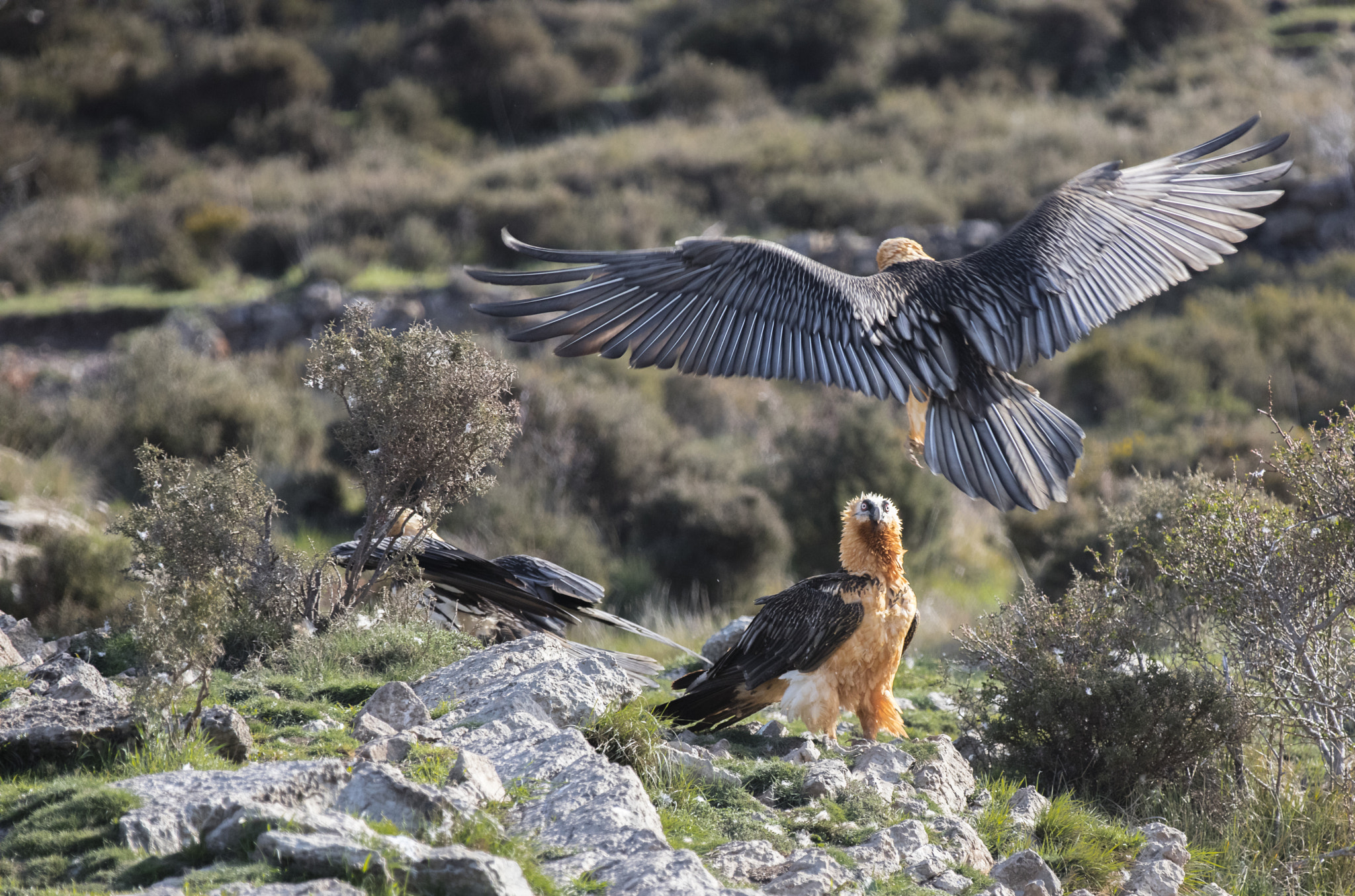 Canon EOS 5DS R + Canon EF 70-200mm F2.8L IS II USM sample photo. Buseu, pirineos. photography