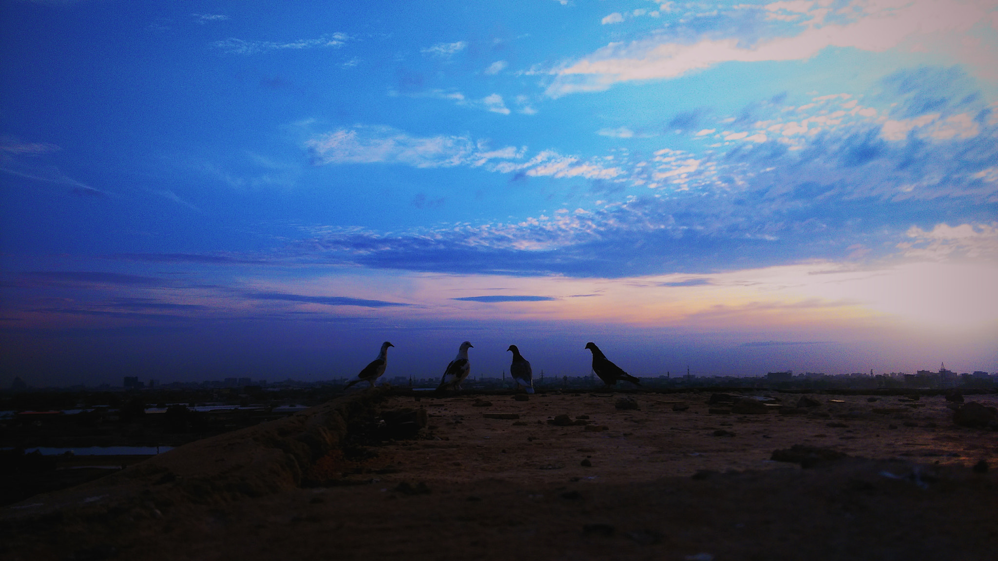 HTC ONE (M8 EYE) sample photo. Pigeons! photography