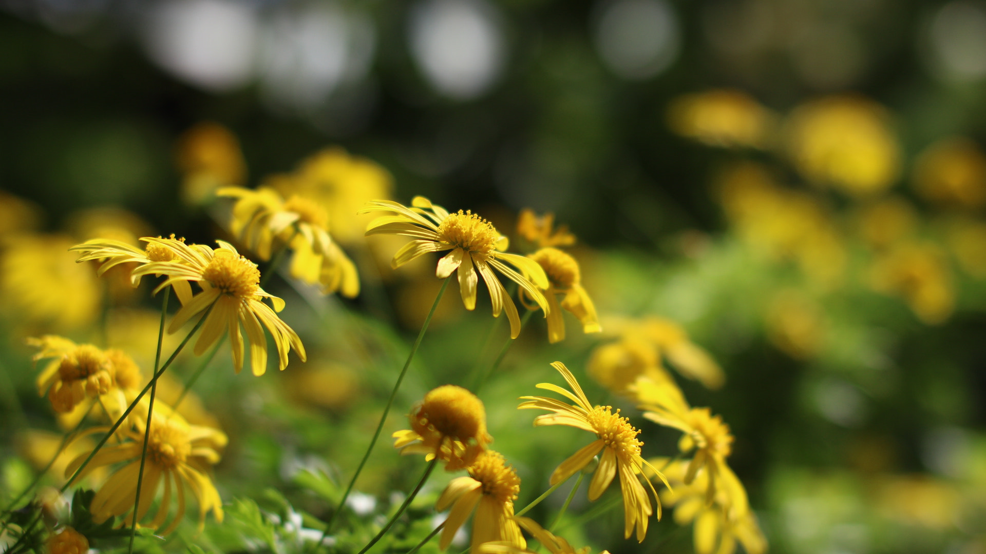 Sigma 50mm F1.4 EX DG HSM sample photo