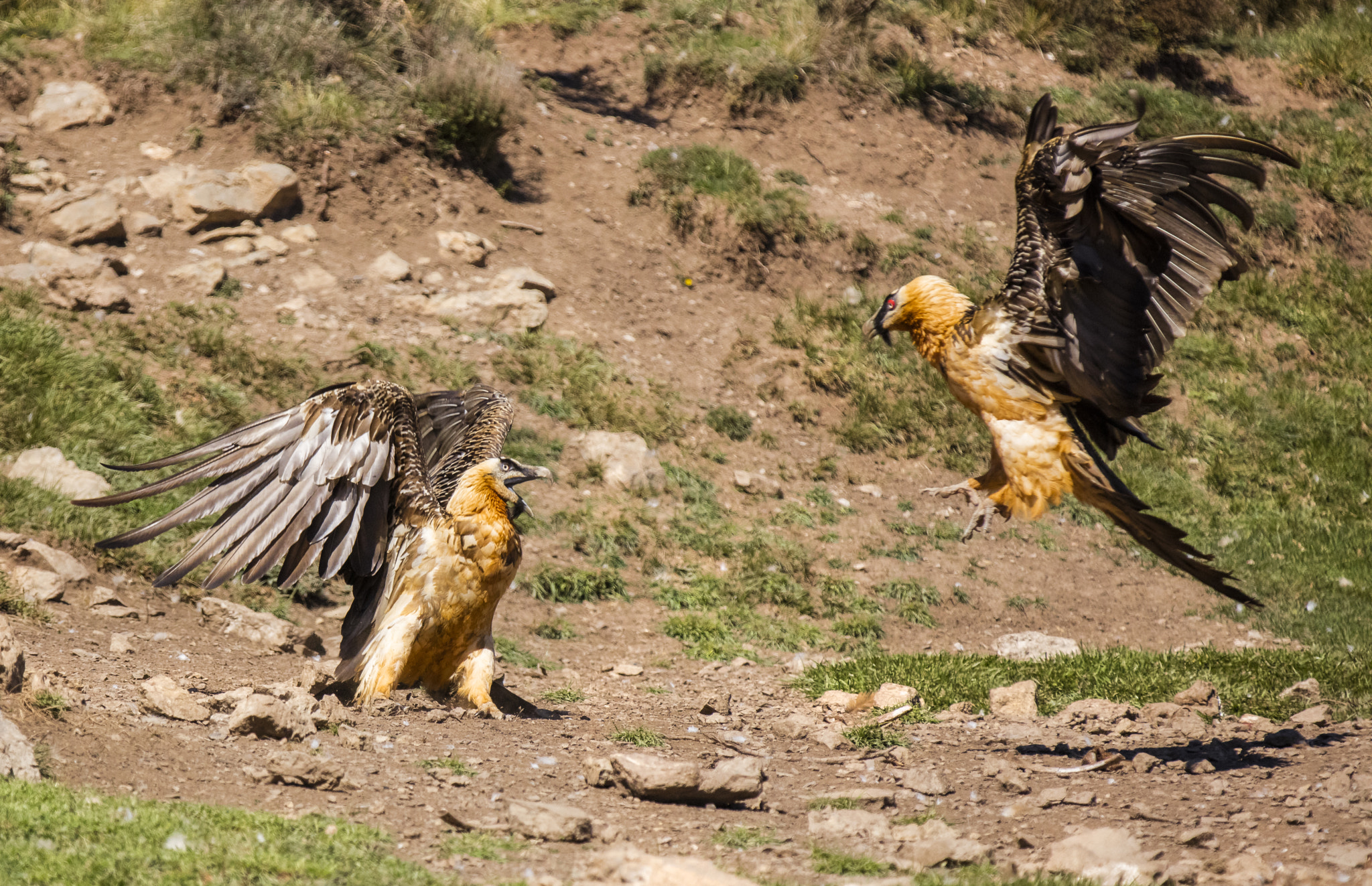 Canon EOS 5DS R + Canon EF 70-200mm F2.8L IS II USM sample photo. Buseu, pirineos. photography