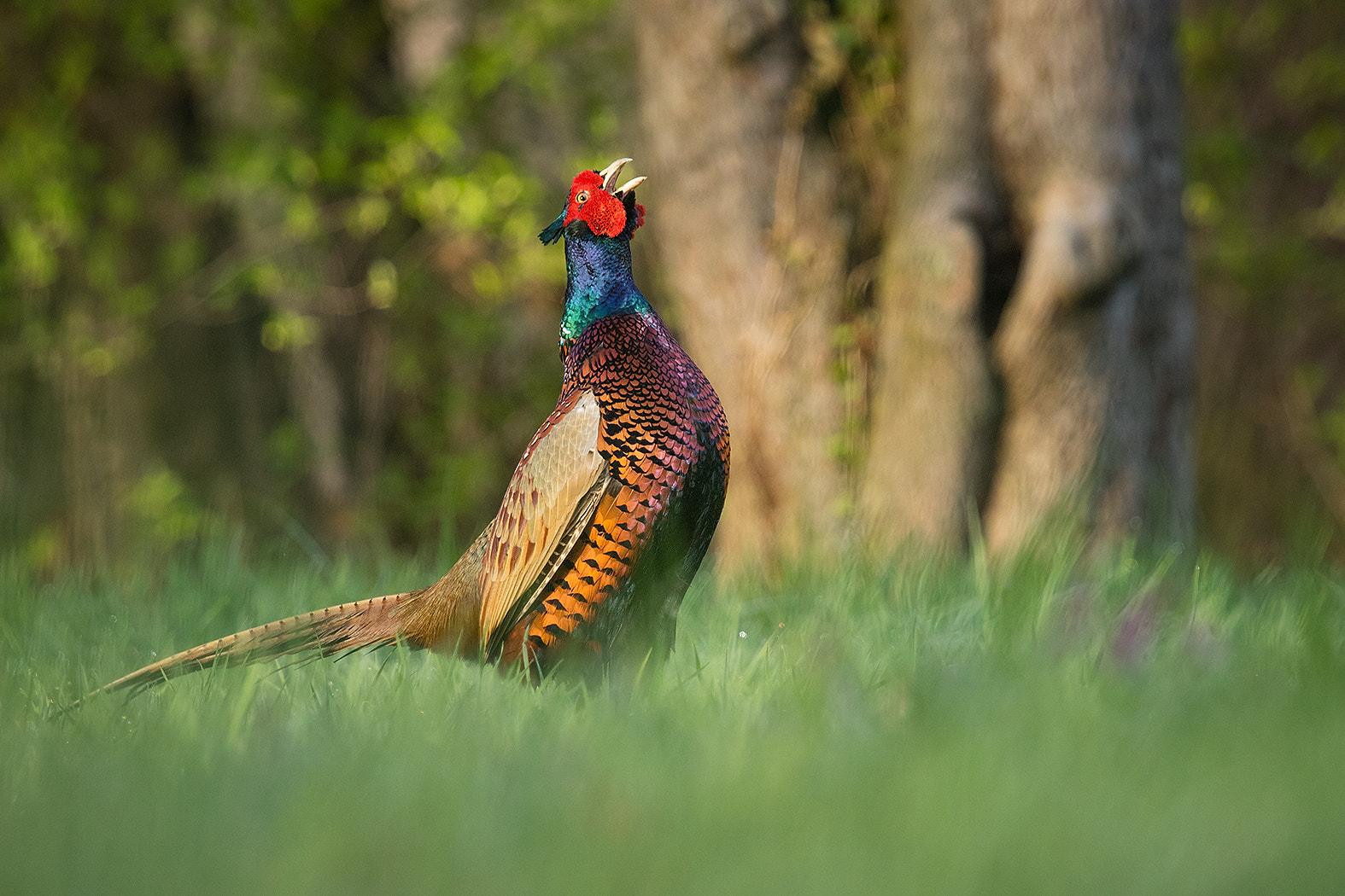 Canon EOS 7D Mark II + Canon EF 100-400mm F4.5-5.6L IS USM sample photo. Pheasant photography