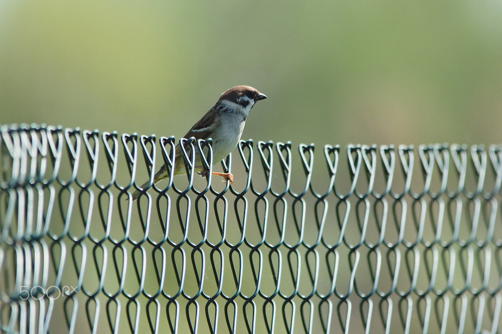 Sigma 150-500mm F5-6.3 DG OS HSM sample photo. Sparrow general photography