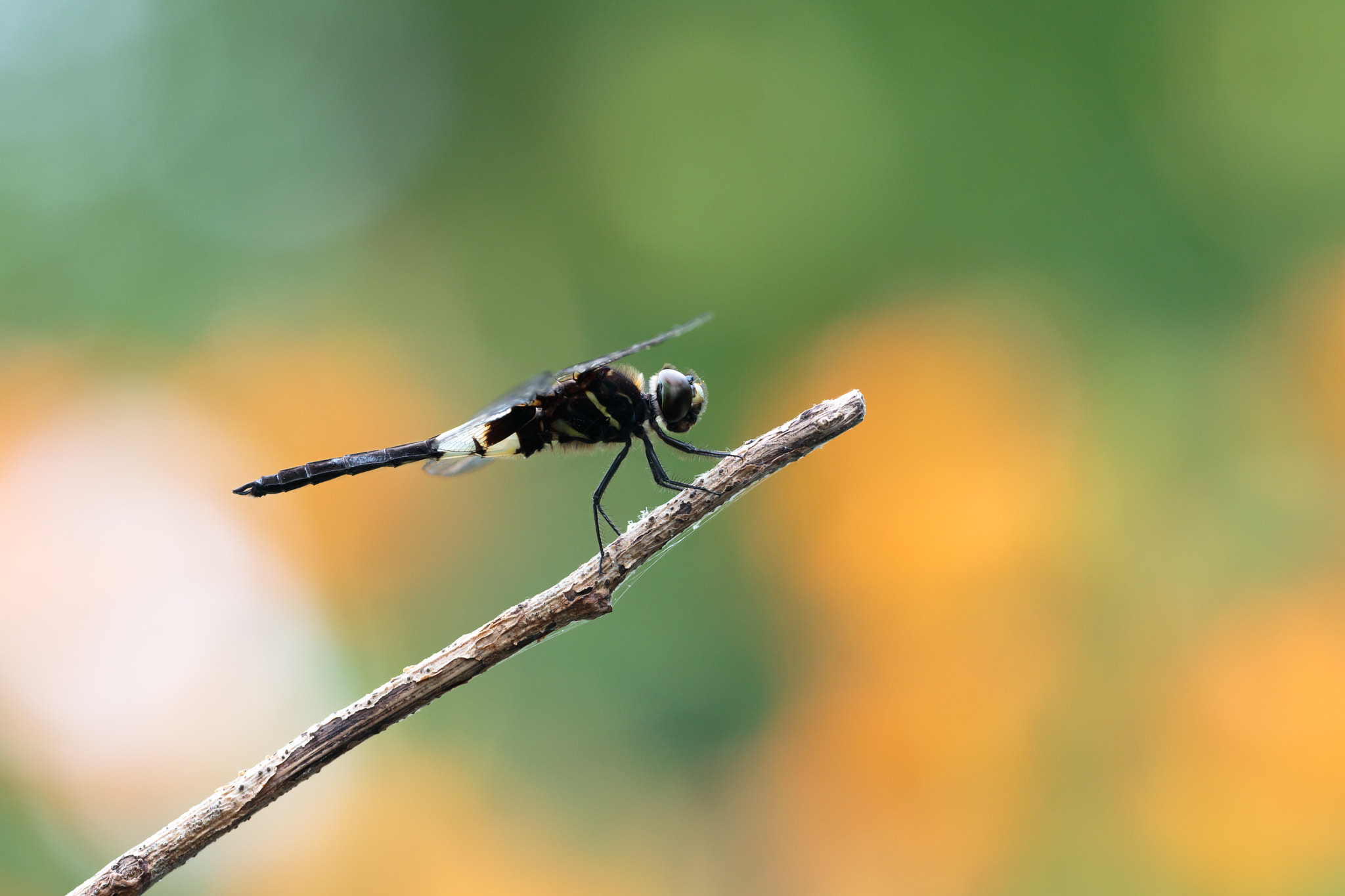 Sigma APO Macro 180mm F2.8 EX DG OS HSM sample photo. Pseudothemis zonata photography