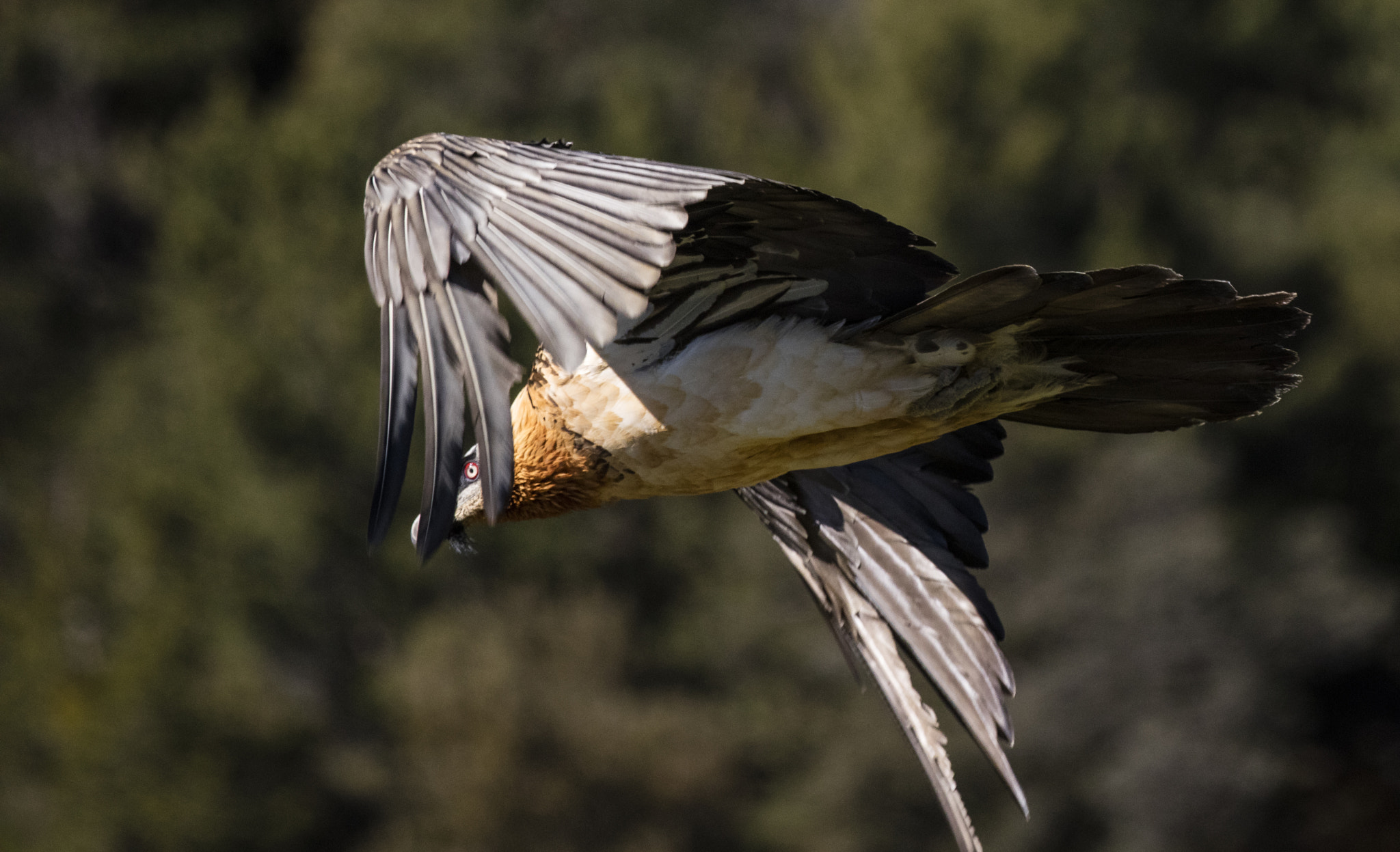 Canon EOS 5DS R + Canon EF 70-200mm F2.8L IS II USM sample photo. Buseu, pirineos. photography