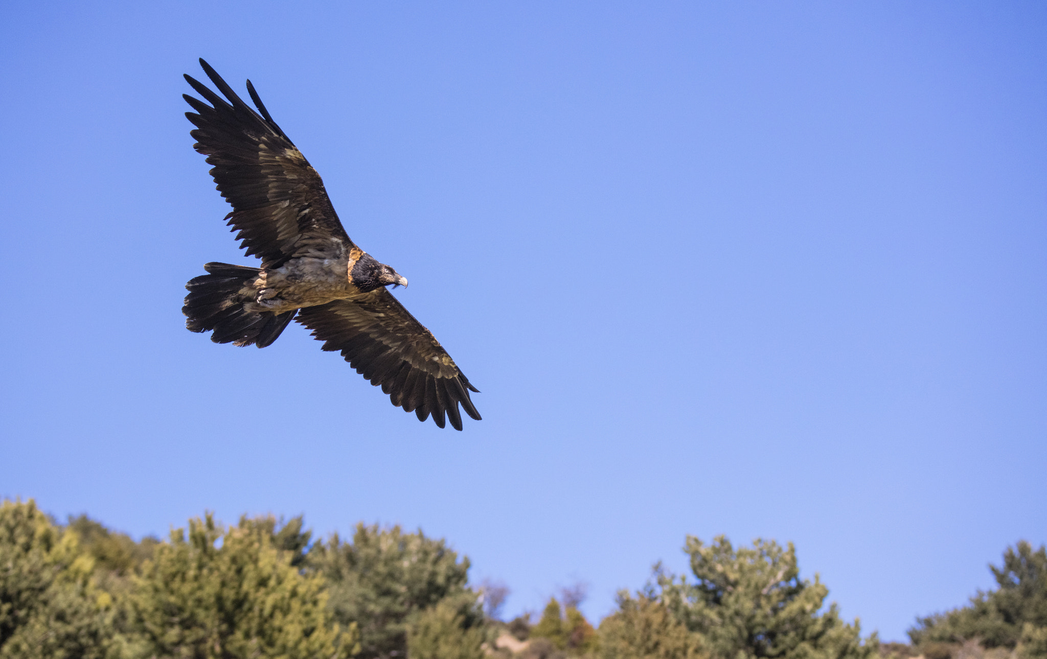 Canon EOS 5DS R + Canon EF 70-200mm F2.8L IS II USM sample photo. Buseu, pirineos. photography