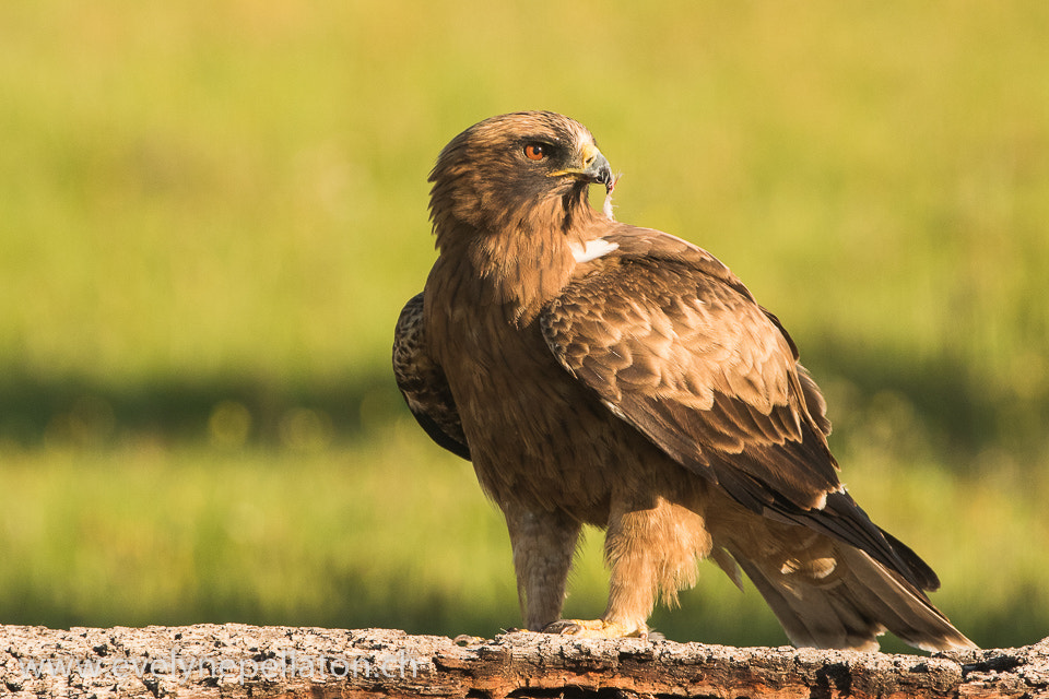 Canon EF 200-400mm F4L IS USM Extender 1.4x sample photo. Plume au bec photography