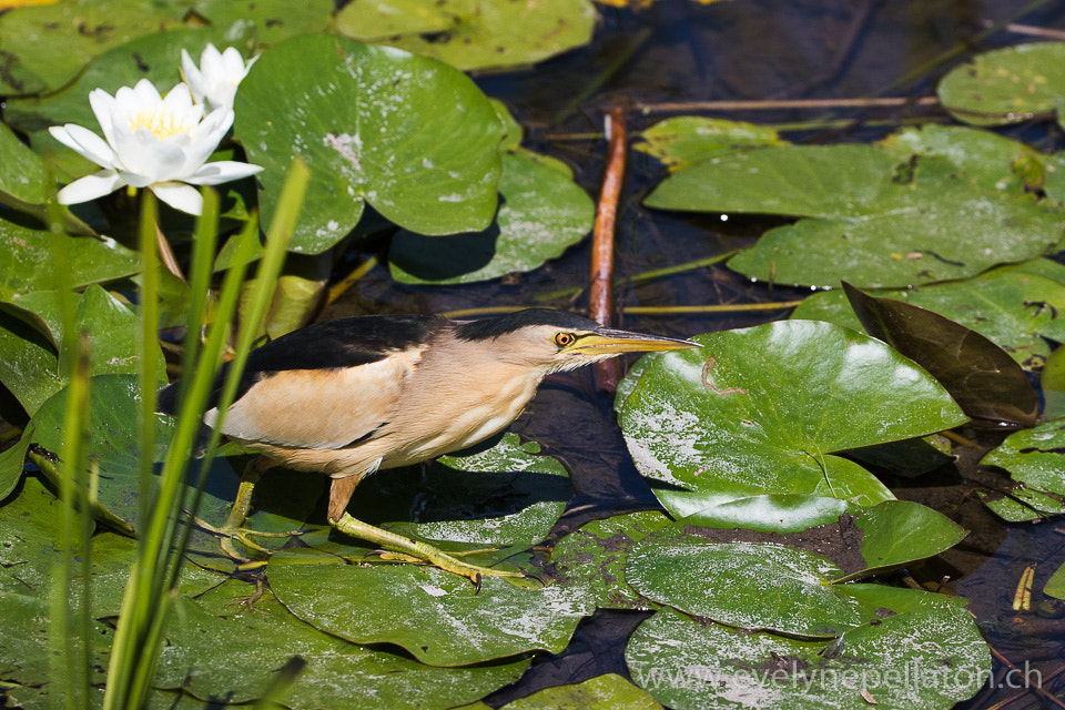 Canon EOS 7D Mark II + Canon EF 200-400mm F4L IS USM Extender 1.4x sample photo. A pas ... de blongios nain photography