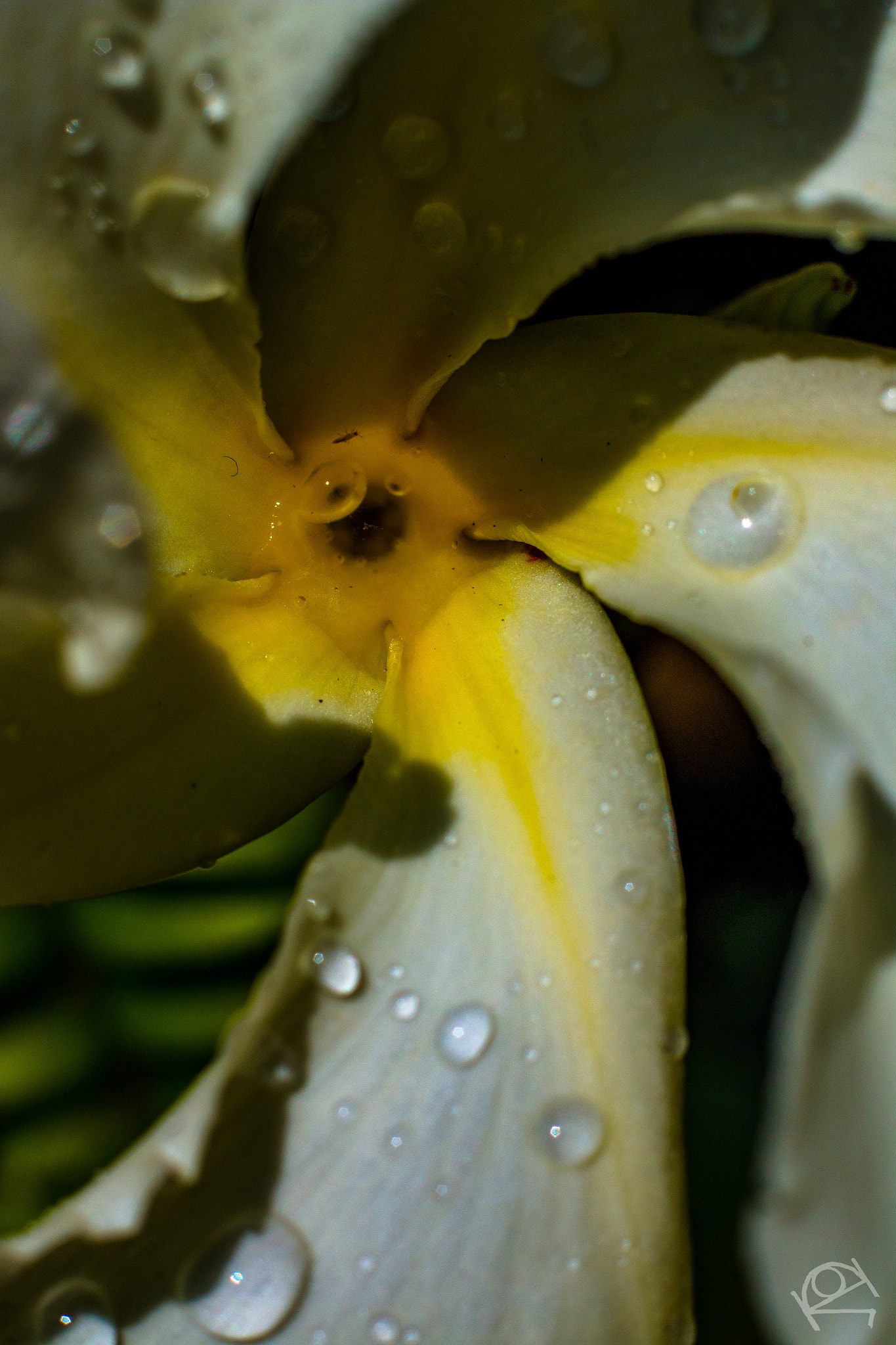 Canon EOS 70D + Canon EF 50mm F1.8 II sample photo. Morning dew photography