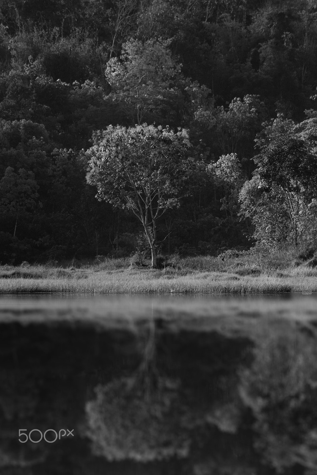 Canon EOS 1100D (EOS Rebel T3 / EOS Kiss X50) sample photo. The lonely trees photography