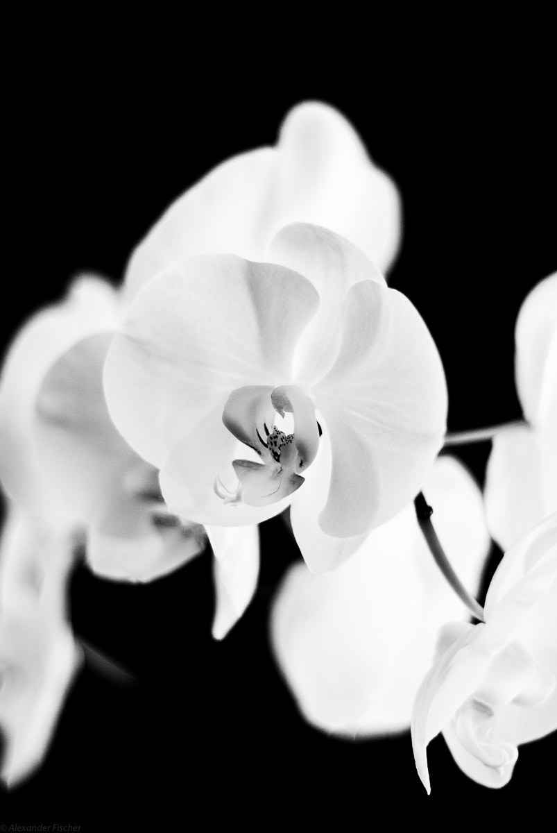 Nikon D80 + AF Nikkor 50mm f/1.8 N sample photo. Orchid photography