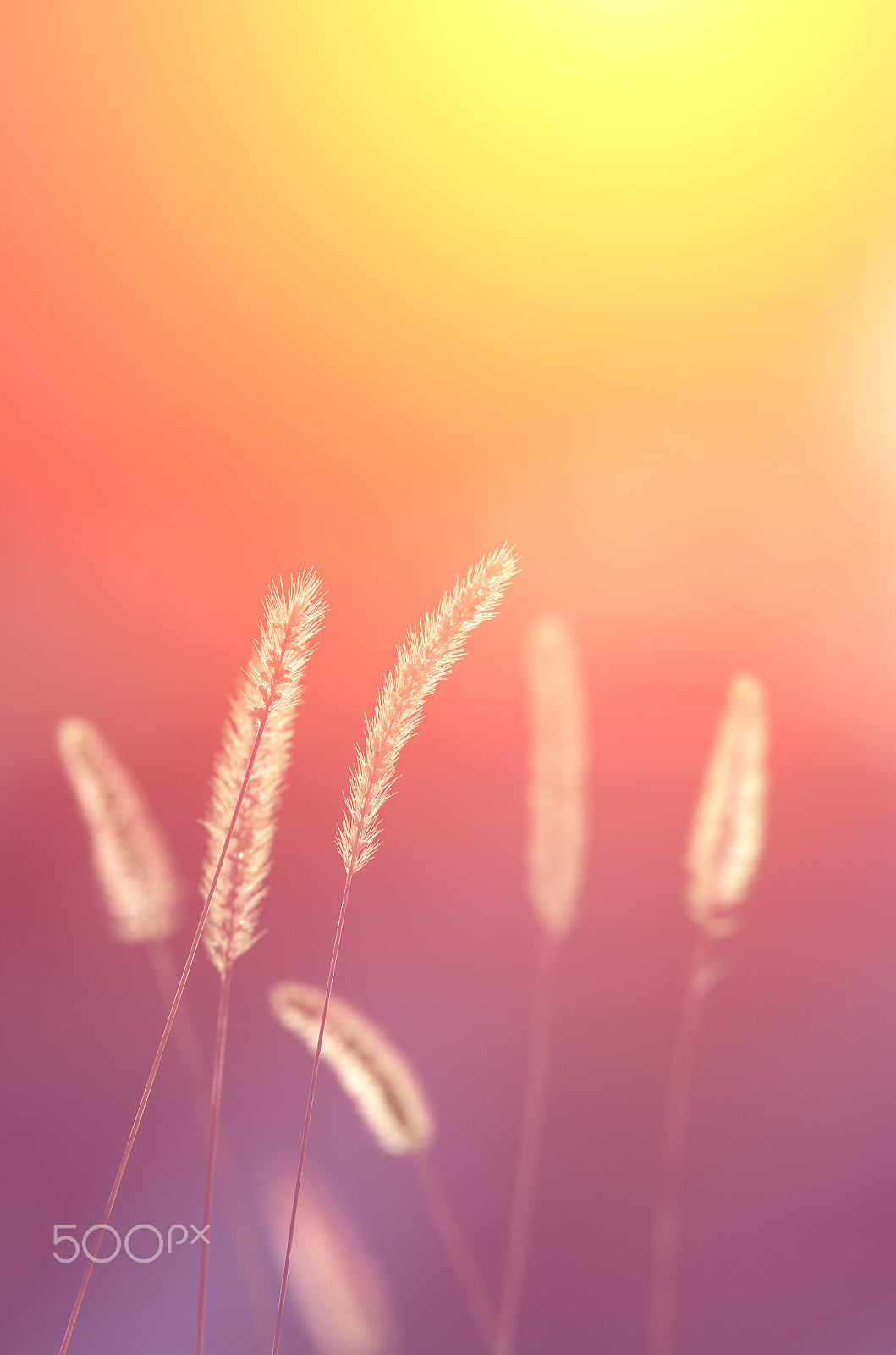 Pentax K-5 II sample photo. Spikelets grass against the setting sun. photography