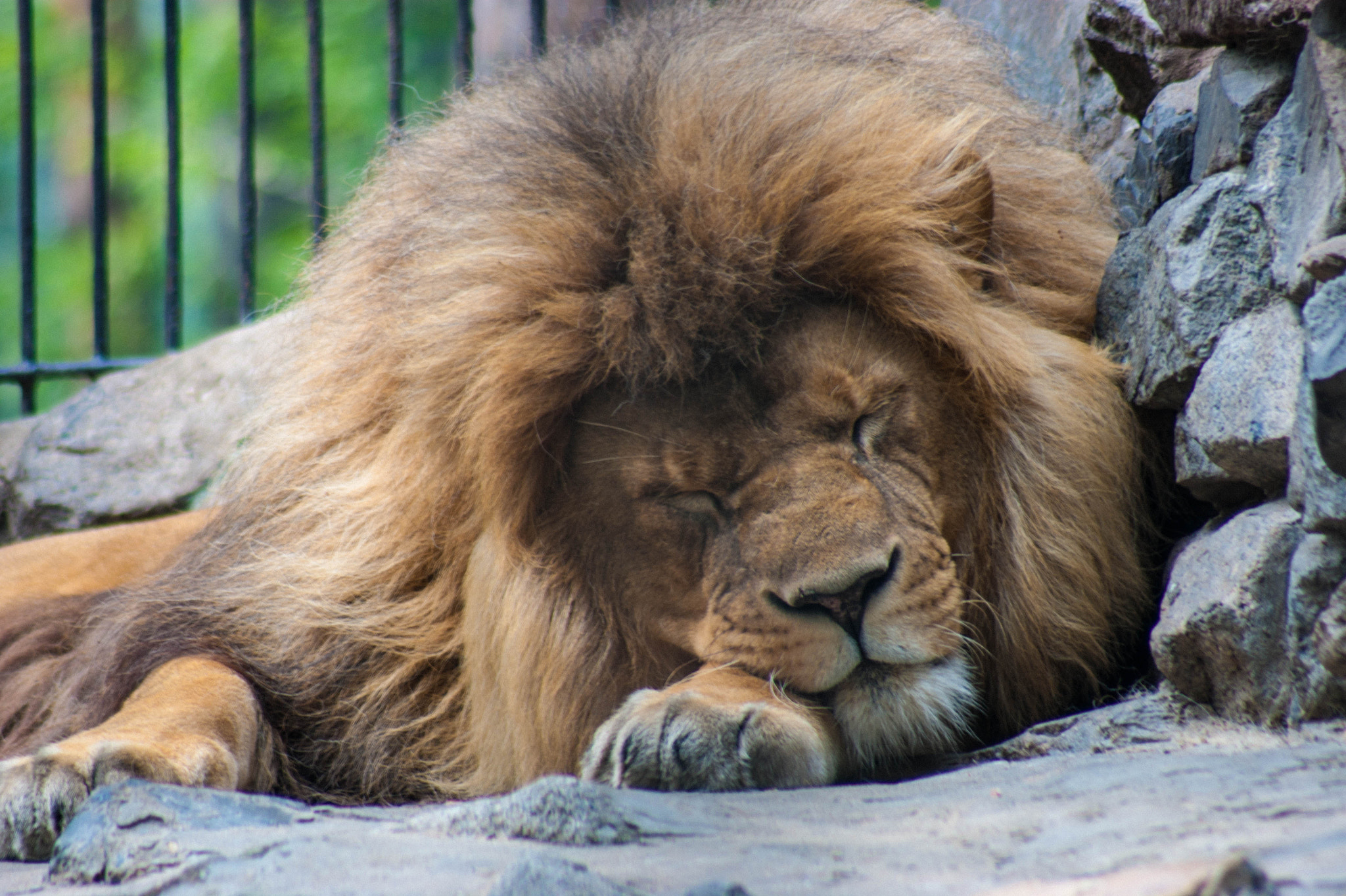 Minolta AF 100-300mm F4.5-5.6 sample photo. Sleeping lion photography