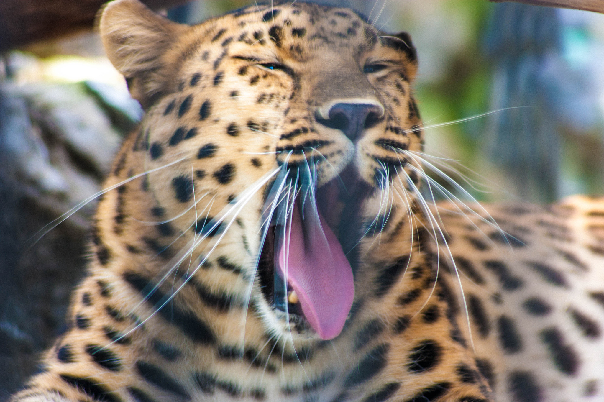 Minolta AF 100-300mm F4.5-5.6 sample photo. Leopard photography