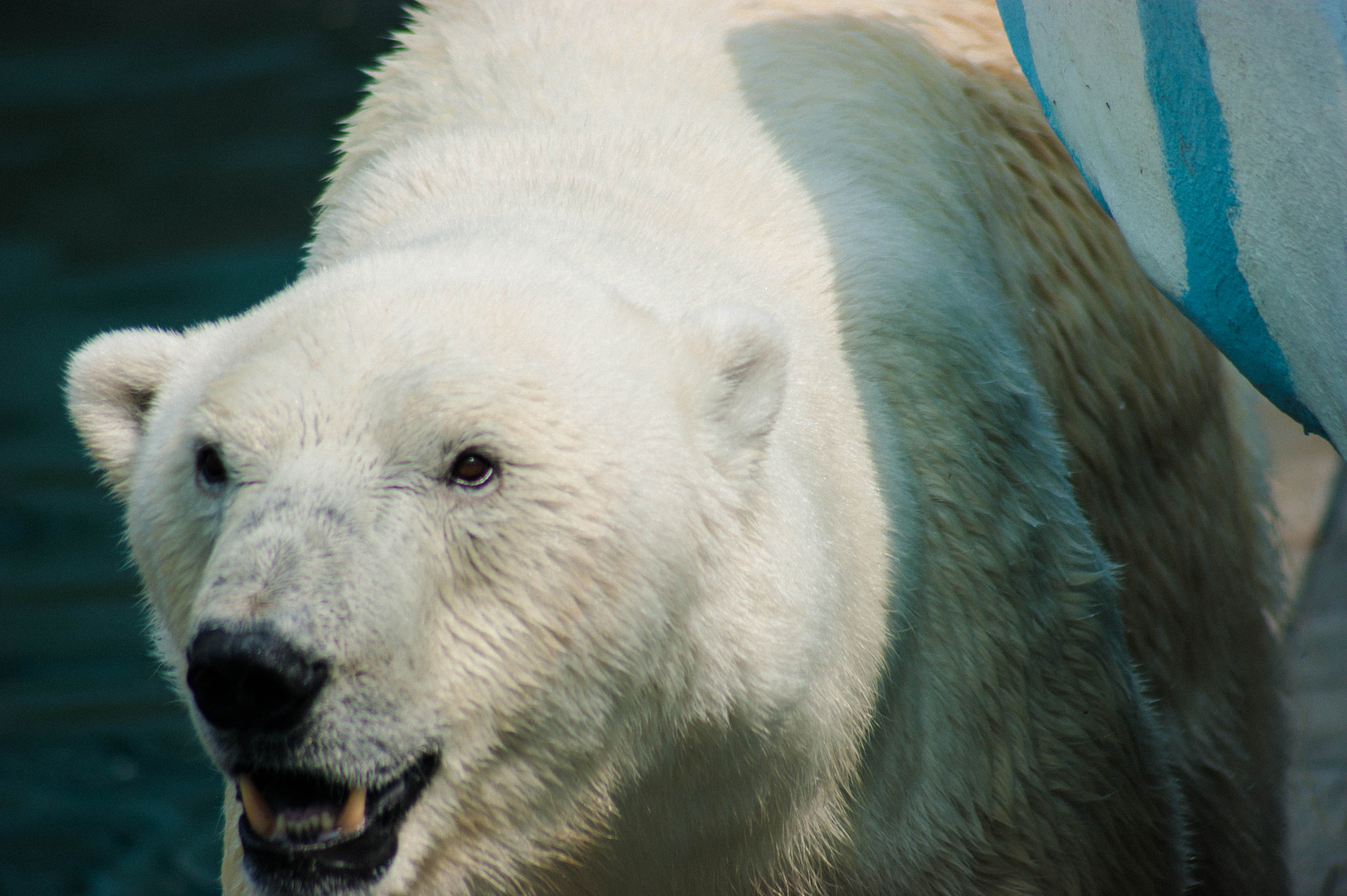 Minolta AF 100-300mm F4.5-5.6 sample photo. White bear photography