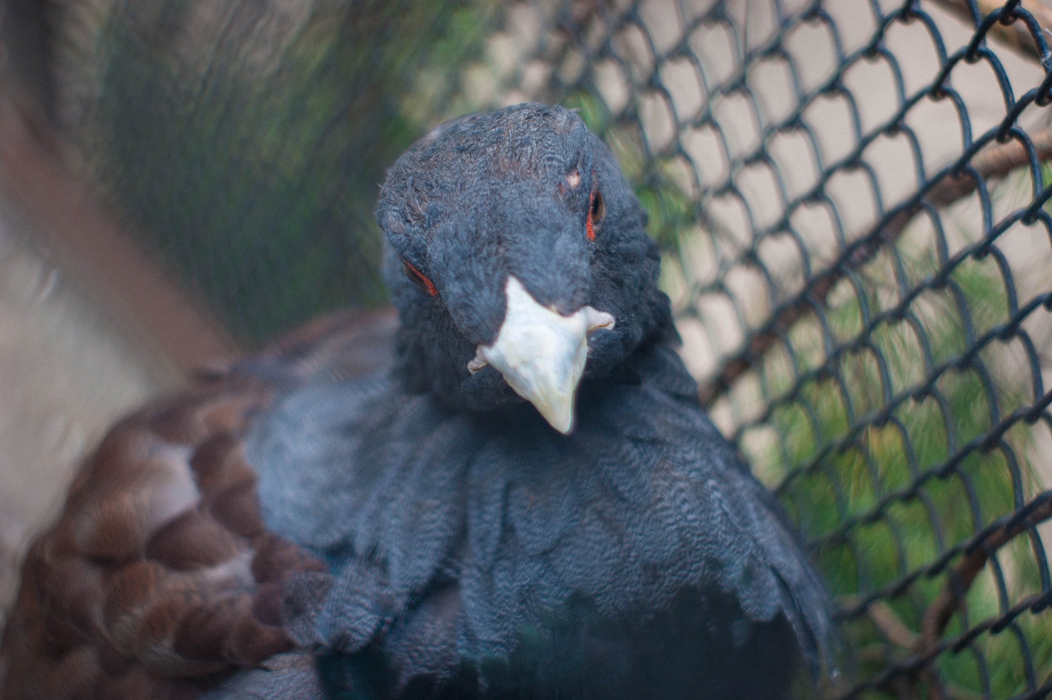 Sony Alpha DSLR-A290 + Minolta AF 50mm F1.7 sample photo. Capercaillie photography