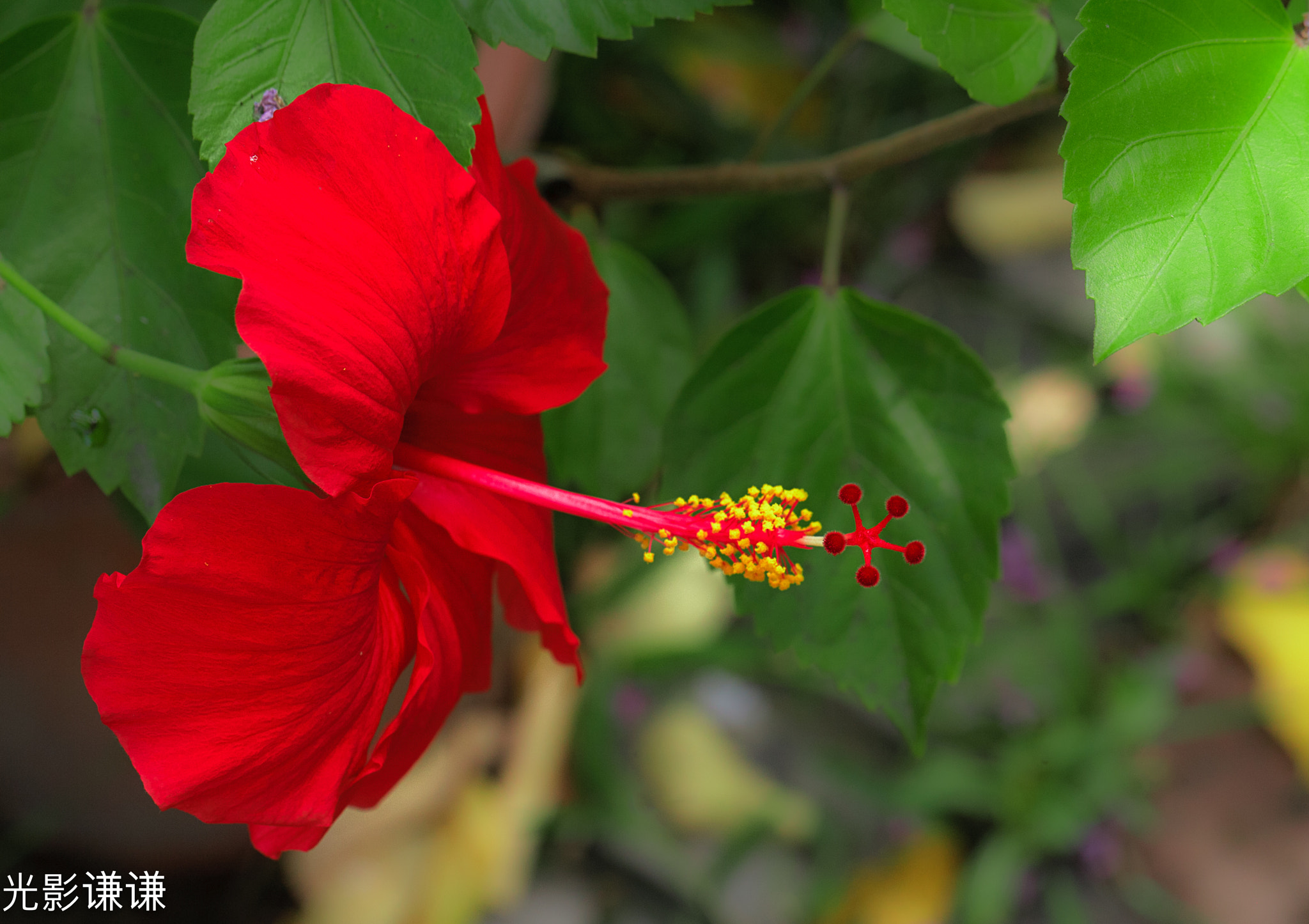 Canon EOS 5D + Canon EF 100mm F2.8L Macro IS USM sample photo. 红肥绿瘦 photography