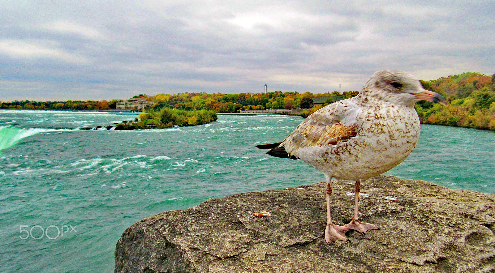 Canon PowerShot ELPH 340 HS (IXUS 265 HS / IXY 630) sample photo. Animals#birdssea gull photography
