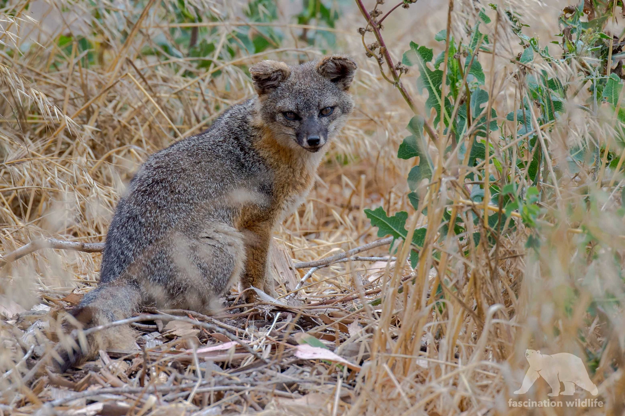 Nikon D4S sample photo. Gray fox photography