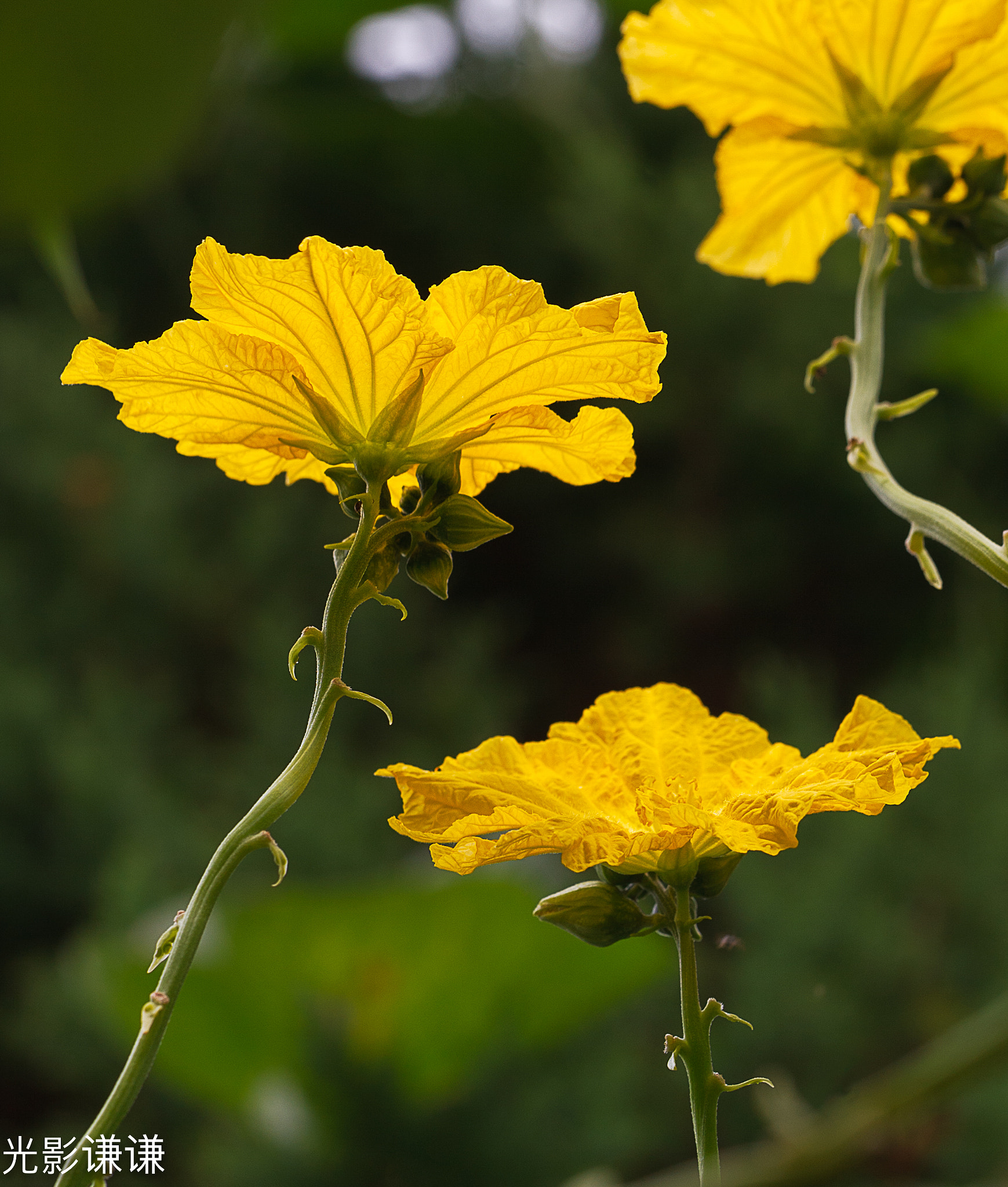 Canon EOS 5D + Canon EF 100mm F2.8L Macro IS USM sample photo. 丝瓜花 photography